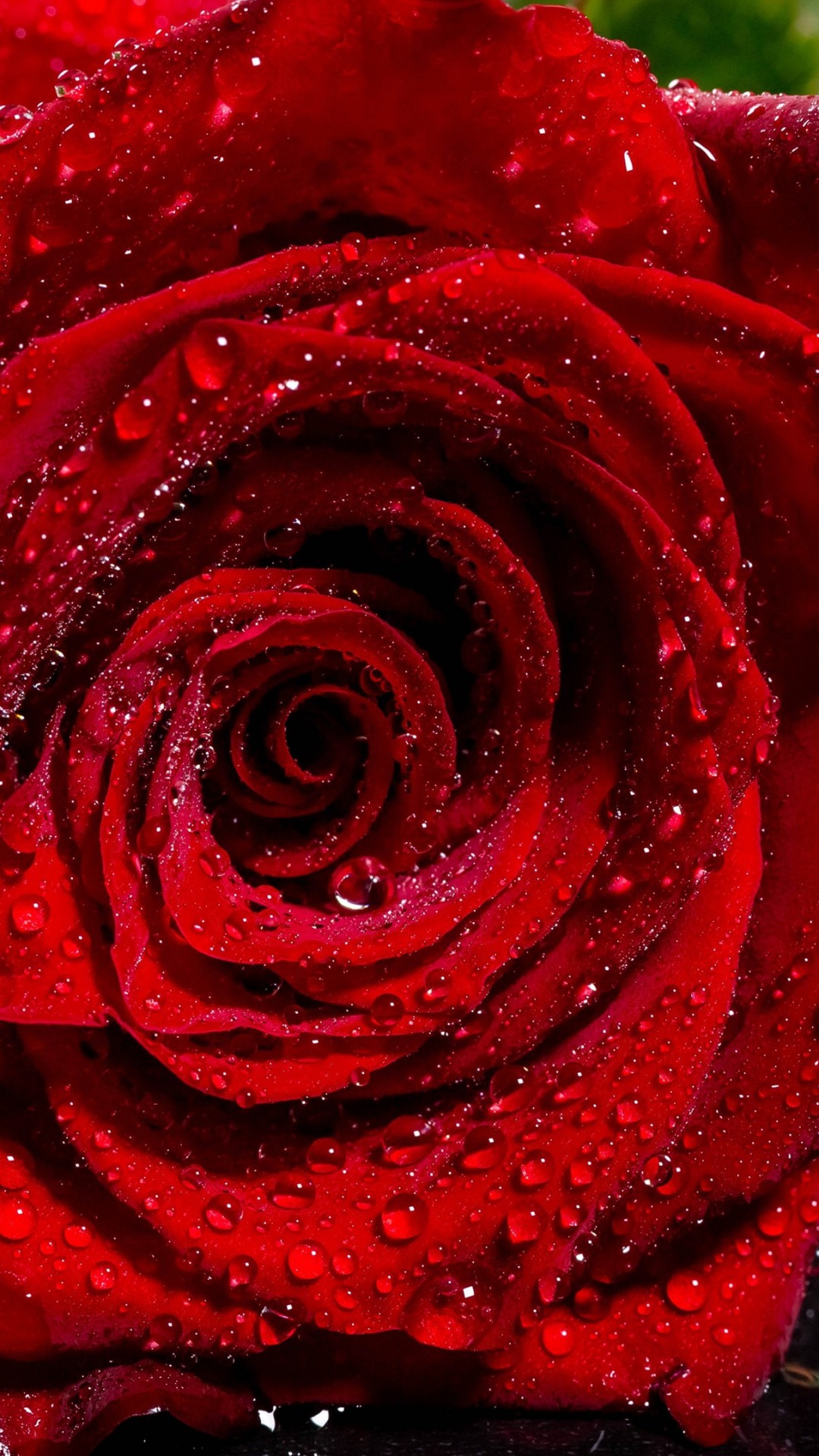 Water Red Rose Wallpaper Hd , HD Wallpaper & Backgrounds