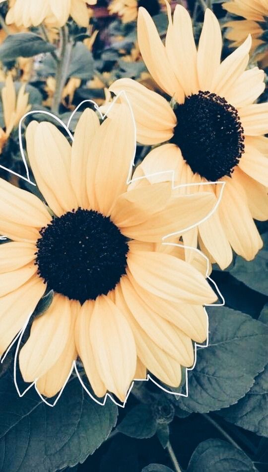 Iphone Sunflower Wallpaper Aesthetic , HD Wallpaper & Backgrounds