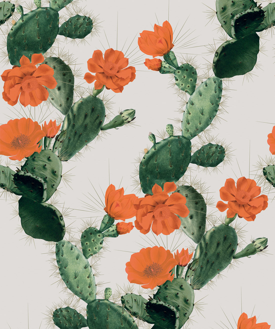 Cactus Design , HD Wallpaper & Backgrounds