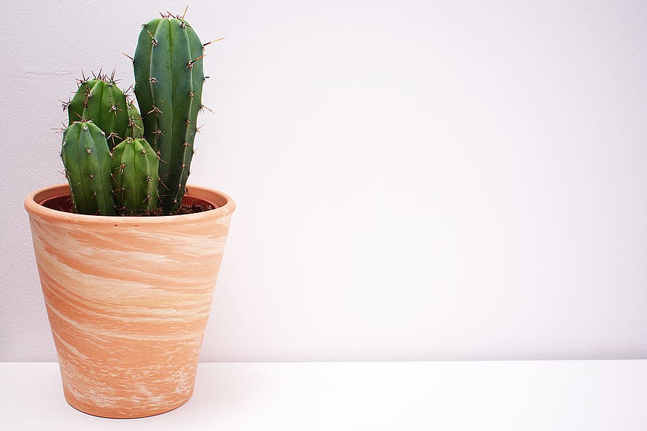 Cactus In Brown Vase, Plant, Pot Plant, Prickly, Potted - Cactus Wallpaper Hd Desktop , HD Wallpaper & Backgrounds