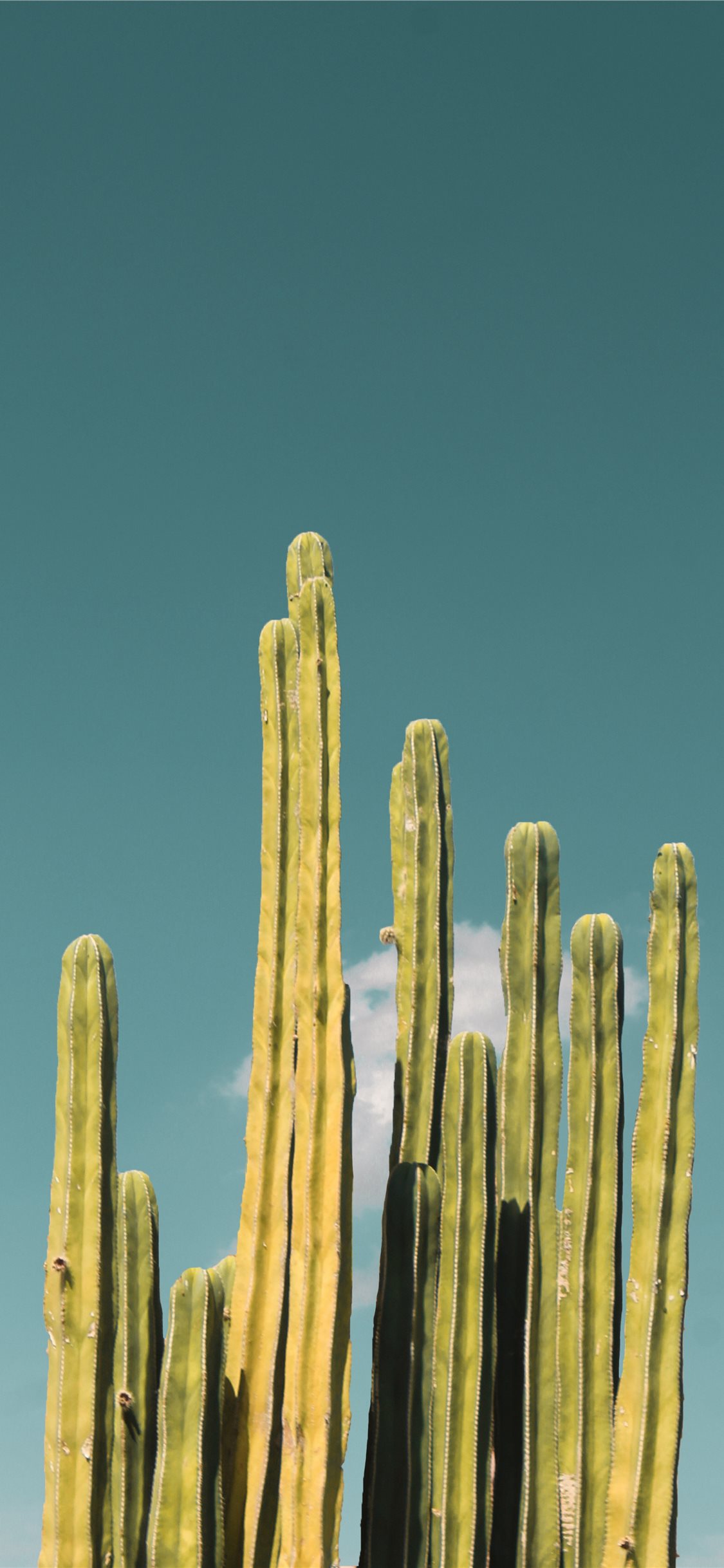 Iphone 11 Wallpaper Cactus , HD Wallpaper & Backgrounds