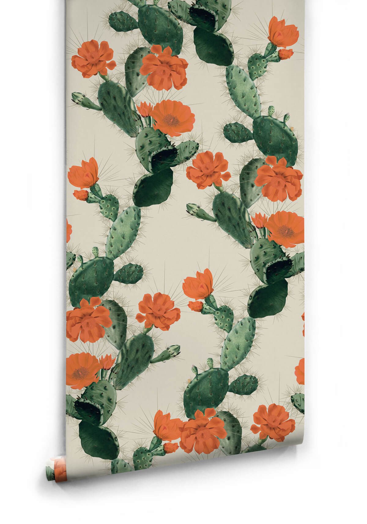 Cactus Flower Wallpaper Toll , HD Wallpaper & Backgrounds