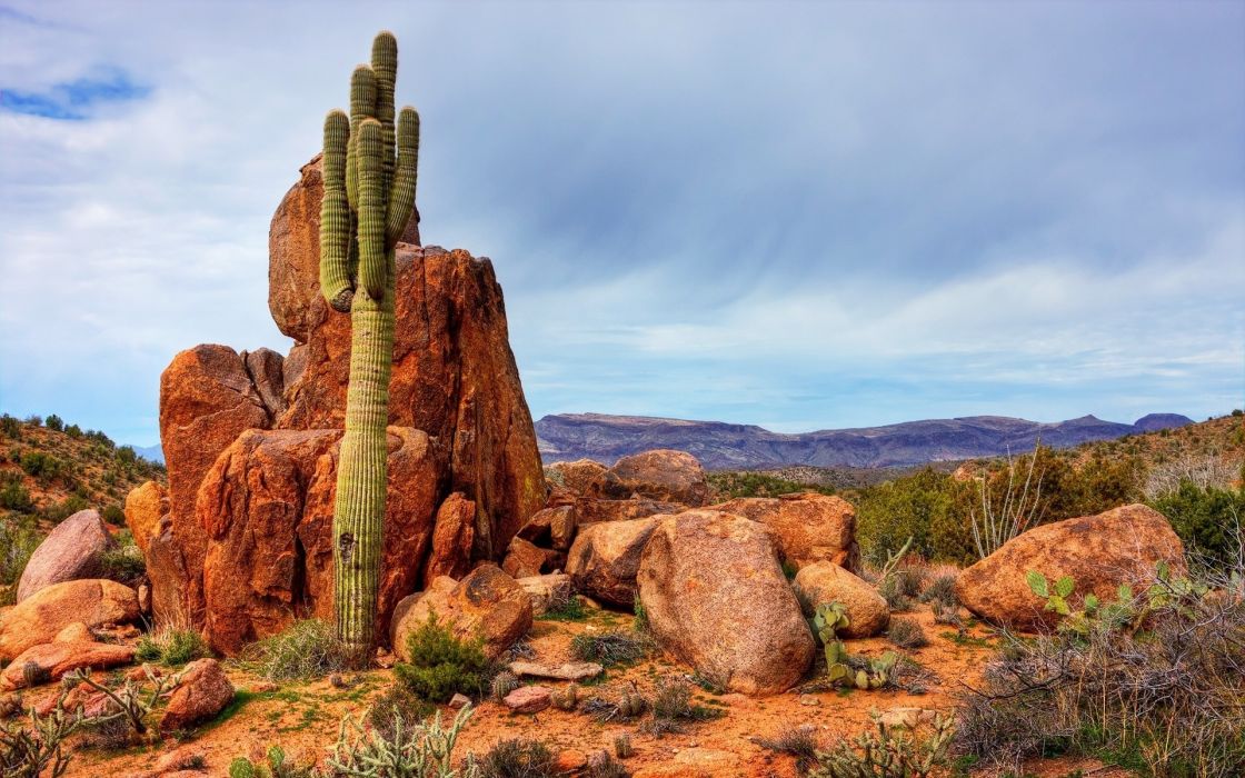 Nature Cactus Wallpaper - Desert Rocks With Cactus , HD Wallpaper & Backgrounds