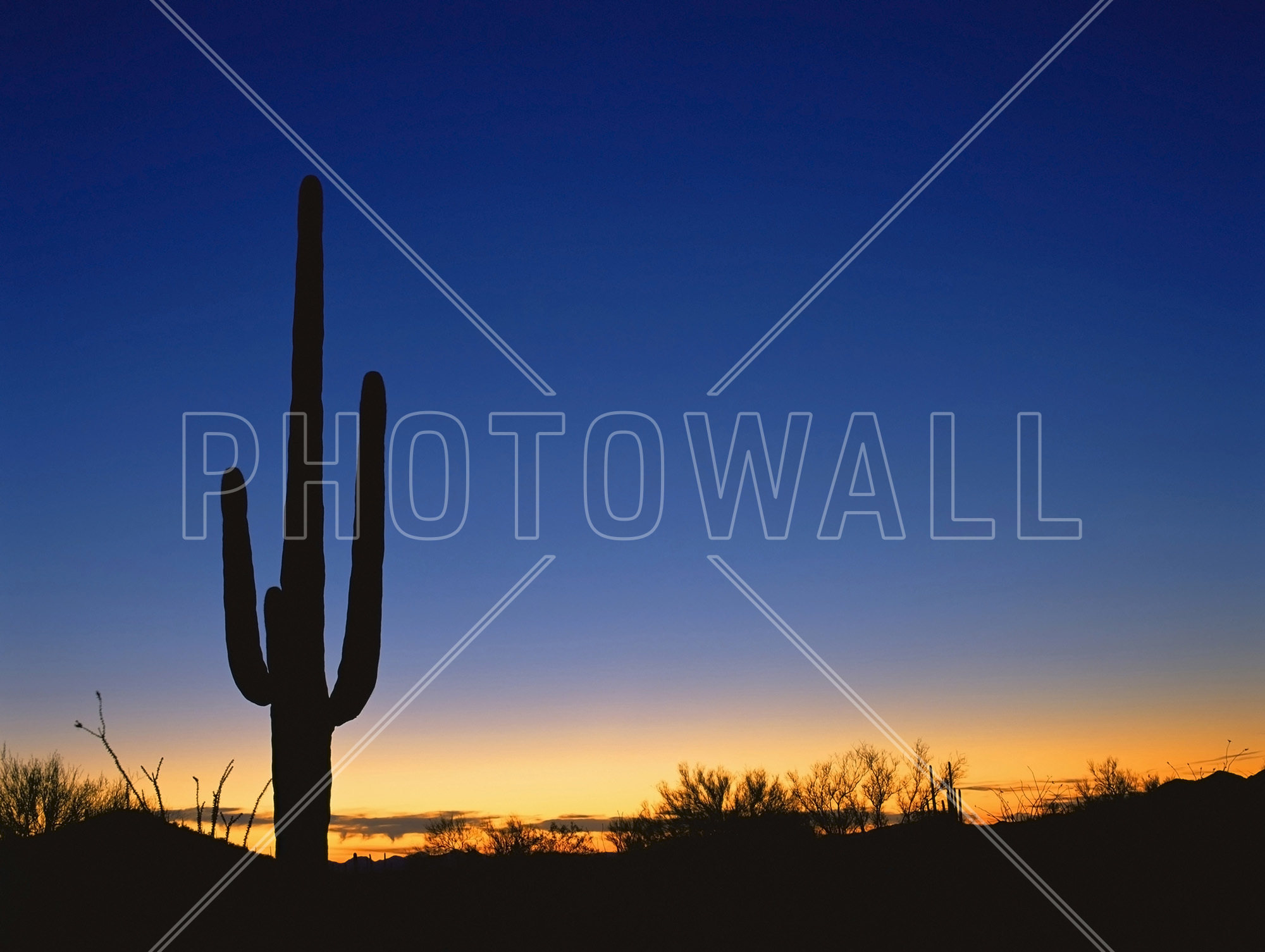 Silhouette Of Desert Cactus - Evening , HD Wallpaper & Backgrounds