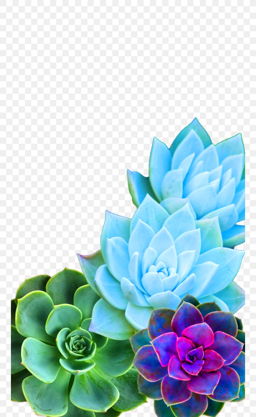 Diy Succulent Phone Case , HD Wallpaper & Backgrounds