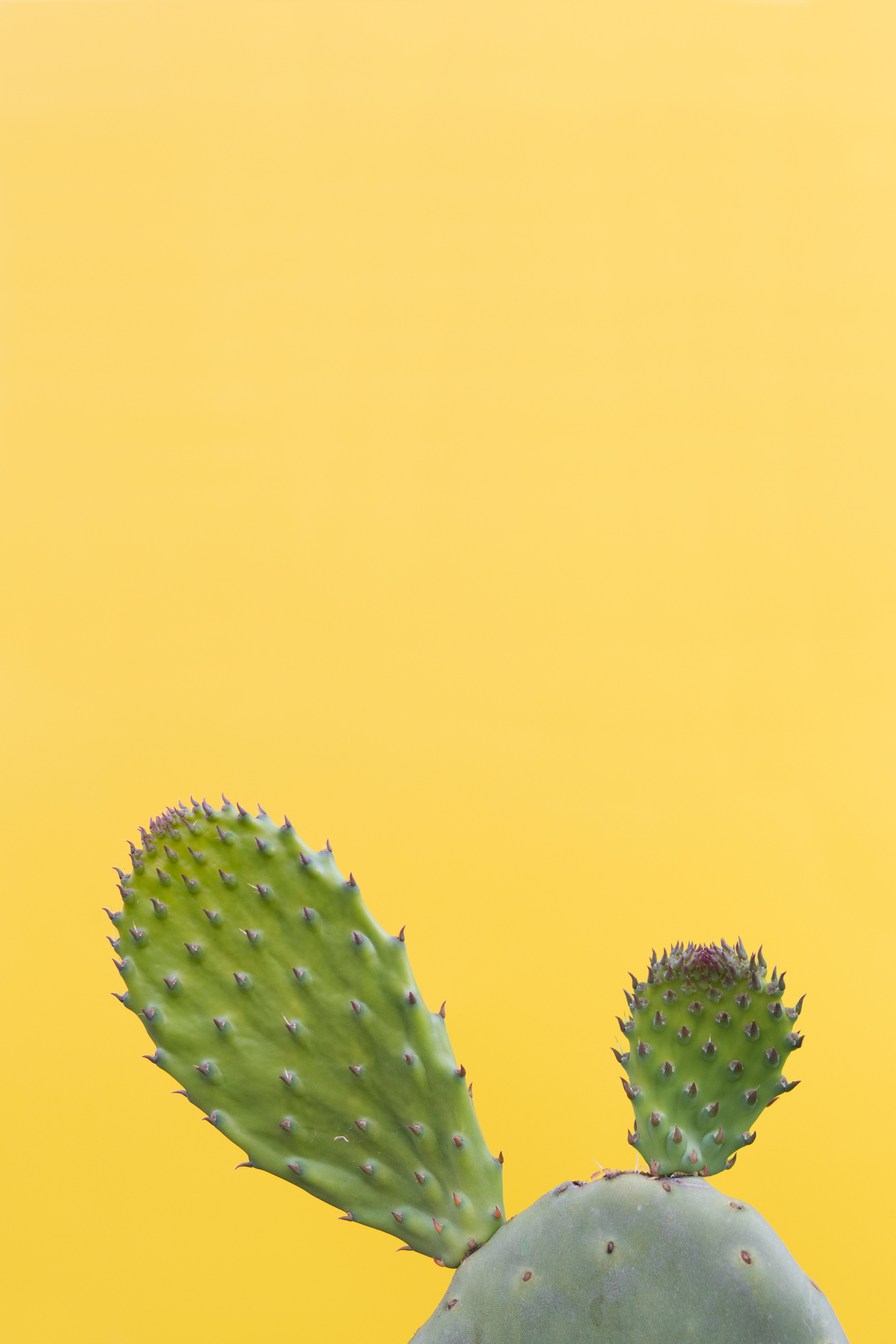 Wallpaper Cactus, Succulent, Prickly, Green, Minimalism - Minimalist Phone Wallpaper Succulent , HD Wallpaper & Backgrounds