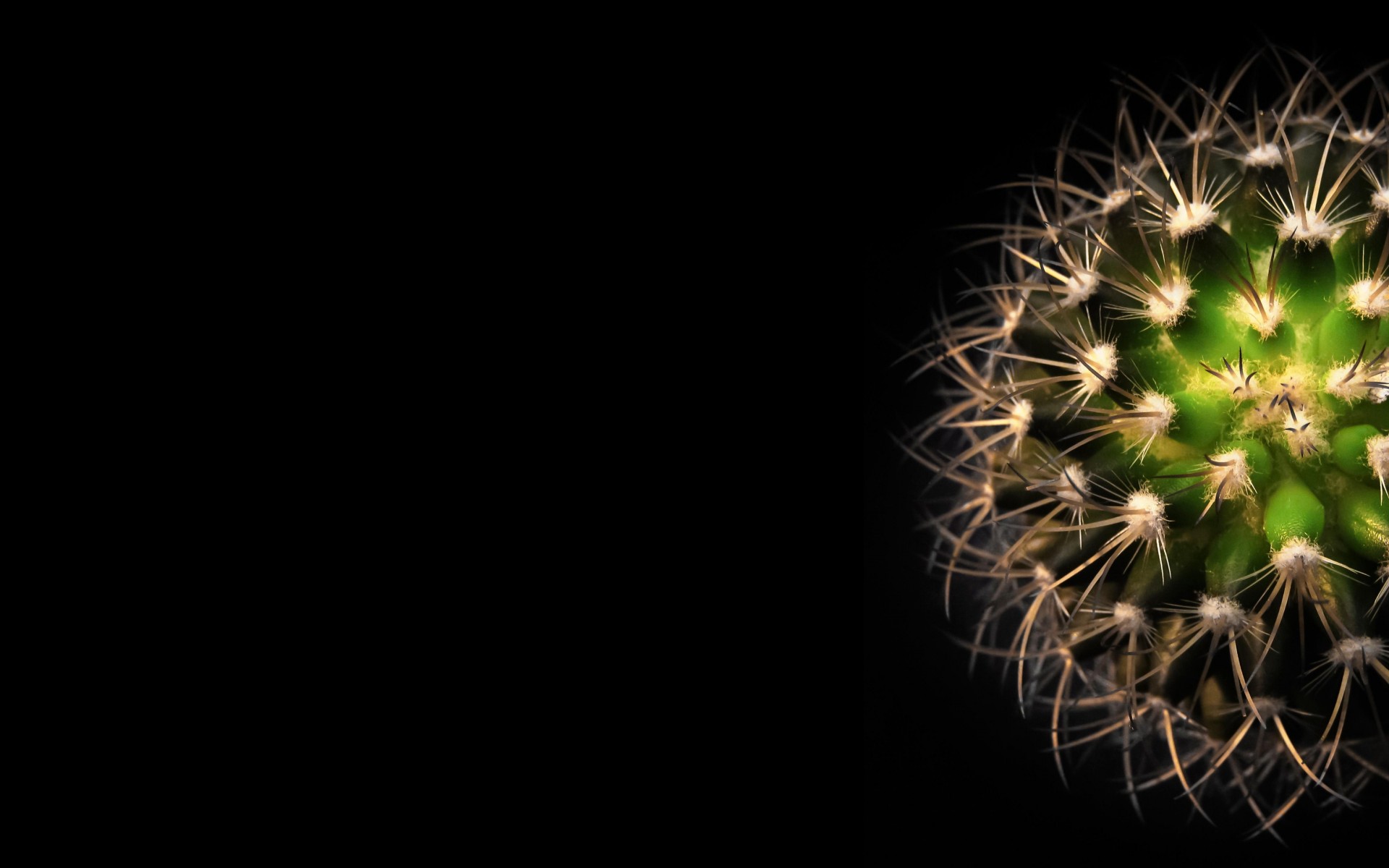 Mini Cactus Vue De Dessus , HD Wallpaper & Backgrounds