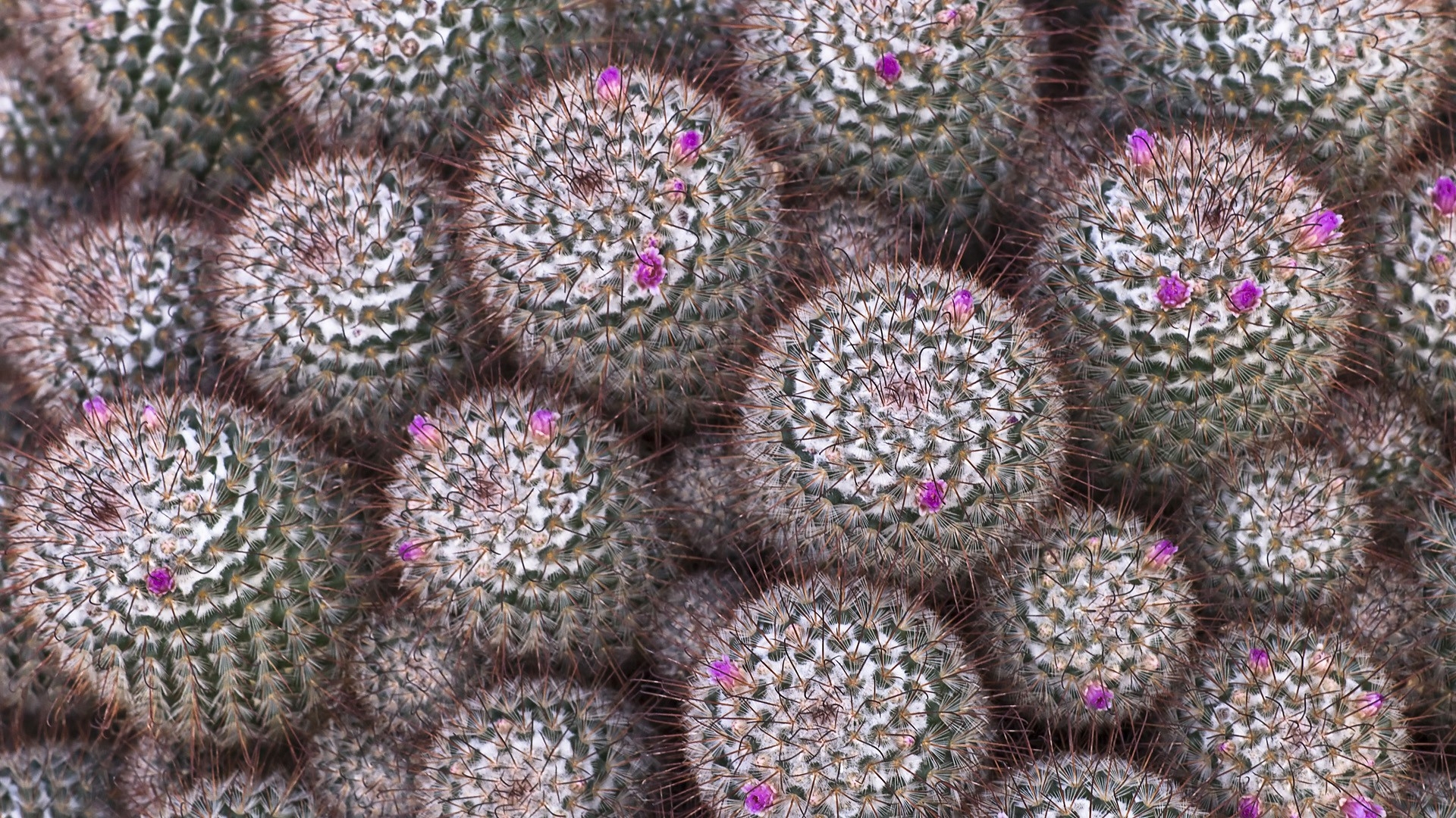 Cactus Flower Cactus Wallpaper Hd , HD Wallpaper & Backgrounds