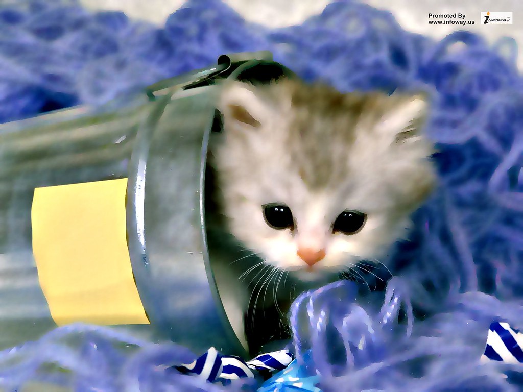 Cute Kitten In Bucket , HD Wallpaper & Backgrounds