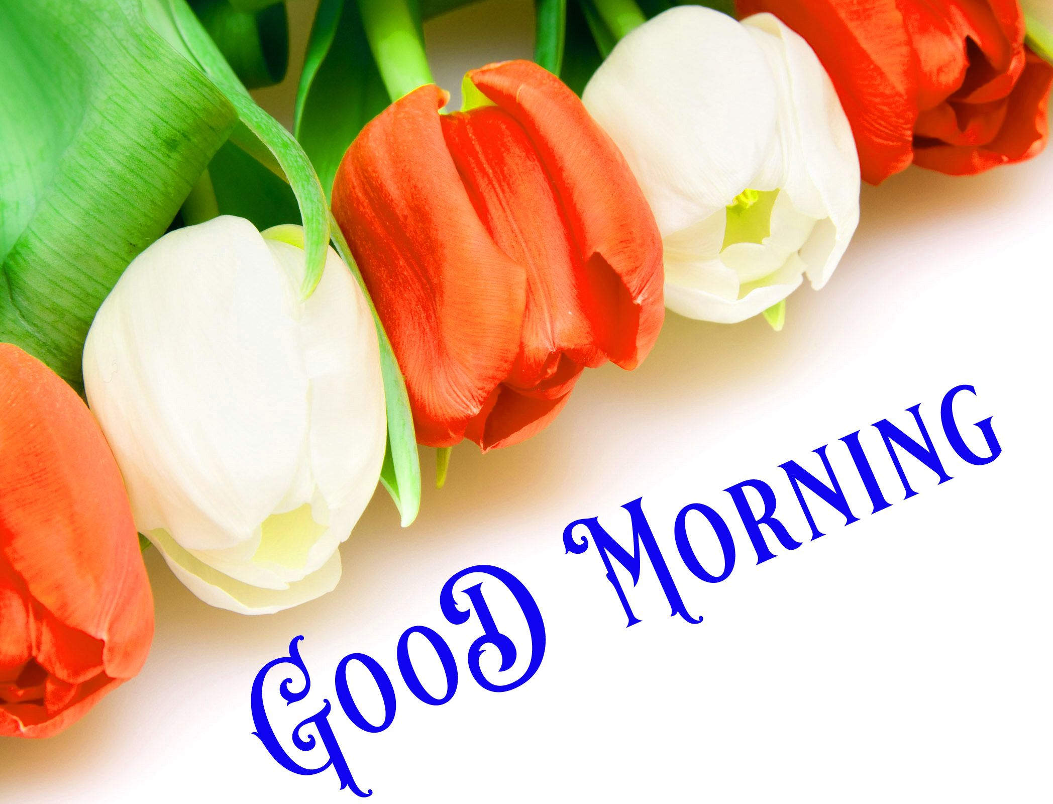 Lovely Good Morning Whatsapp Wallpaper - Good Morning Images New , HD Wallpaper & Backgrounds