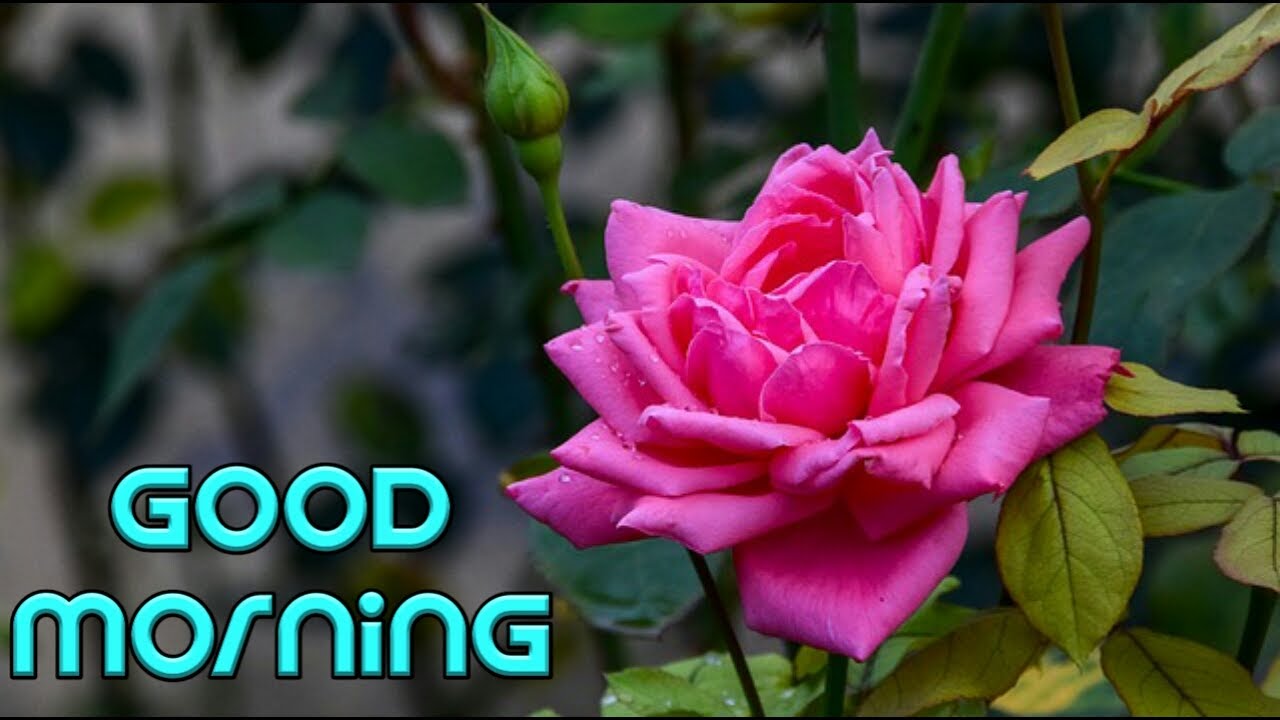 Download Good - Good Morning Whatsapp Video Songs , HD Wallpaper & Backgrounds