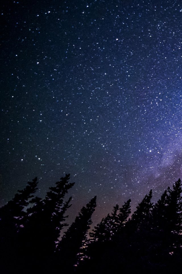Scenic Milky Way Above Forest In Night Sky - Iphone Wallpaper Night Sky , HD Wallpaper & Backgrounds