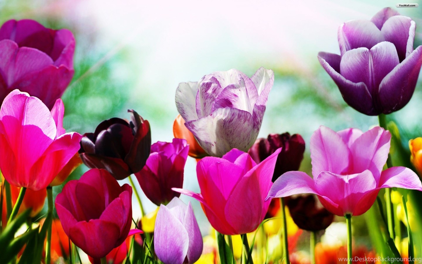Free Spring Wallpapers Collection - Happy Birthday Bright Flowers , HD Wallpaper & Backgrounds