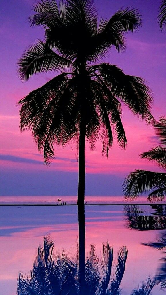 Iphone Background Palm Trees , HD Wallpaper & Backgrounds