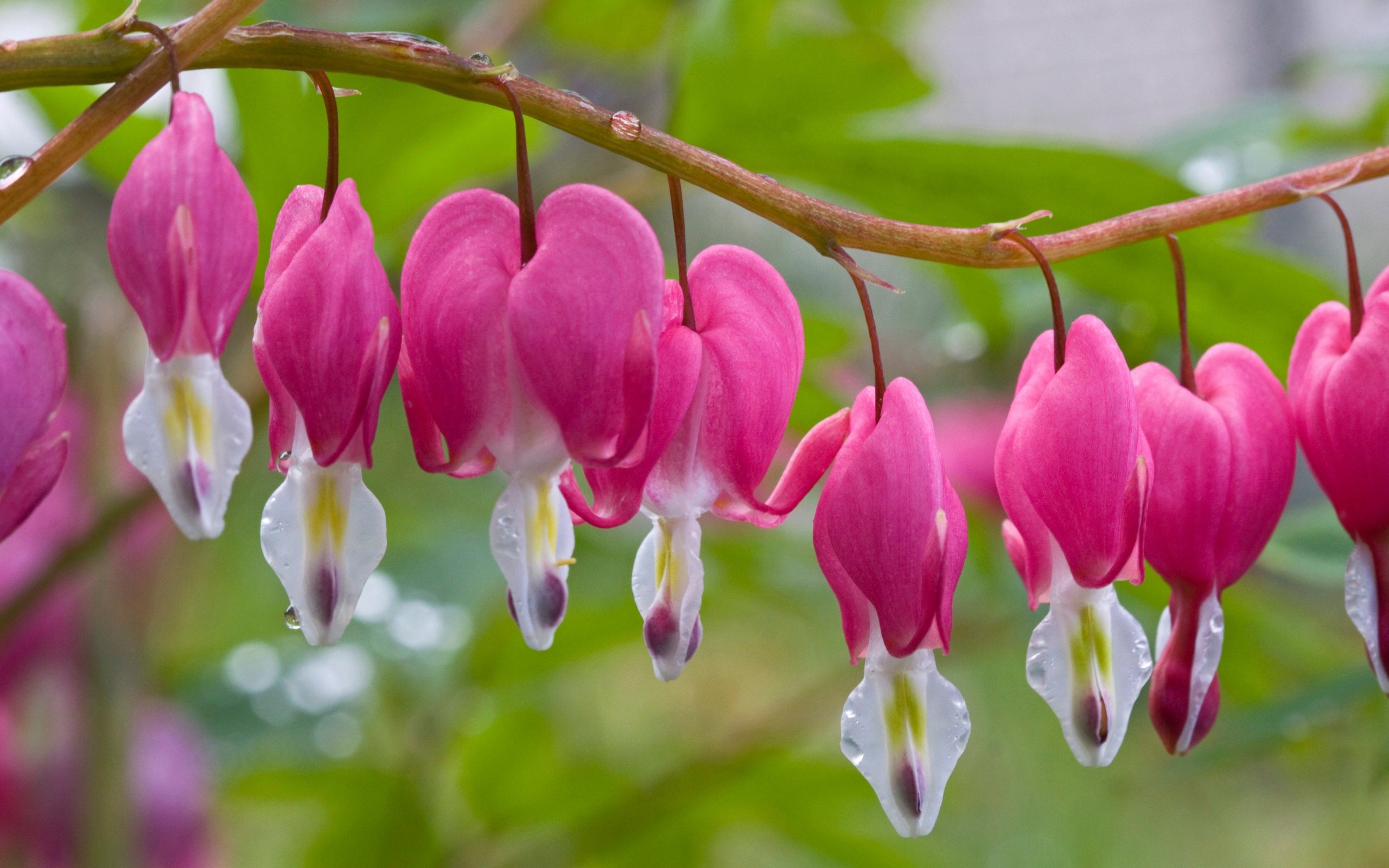 Hd Wallpapers 2012 Mother S Day Beautiful Flower - Wallpaper , HD Wallpaper & Backgrounds