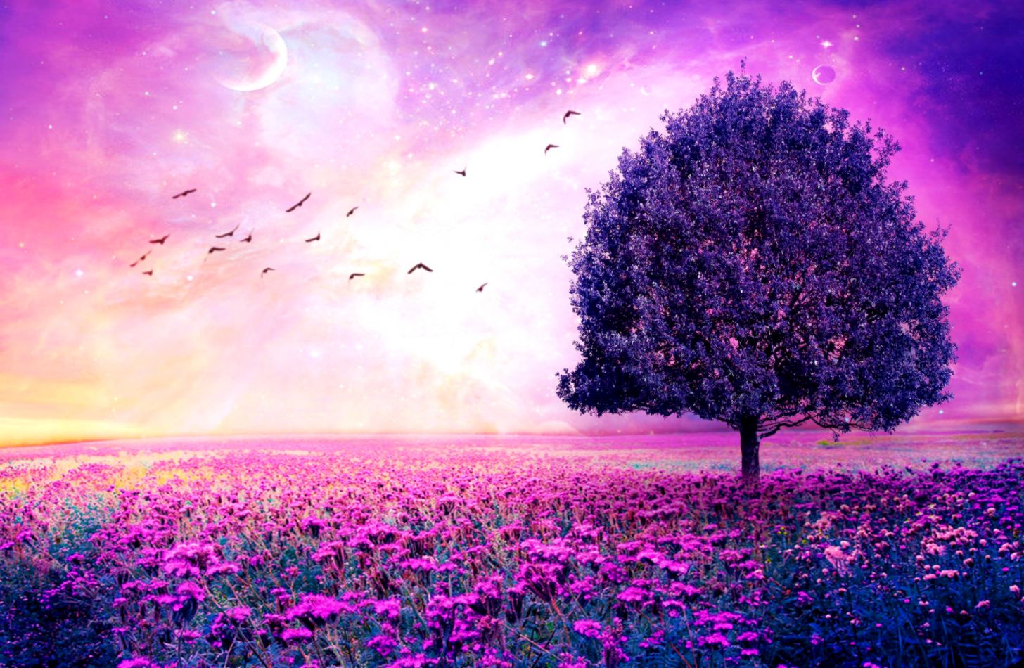 Beautiful Cute Wallpapers And Pictures Of Nature - Purple Flowers , HD Wallpaper & Backgrounds