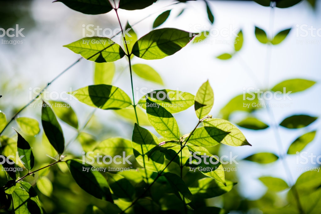 Abstract, Nature Green Leaf Background And Beautiful - Natural Landscape , HD Wallpaper & Backgrounds