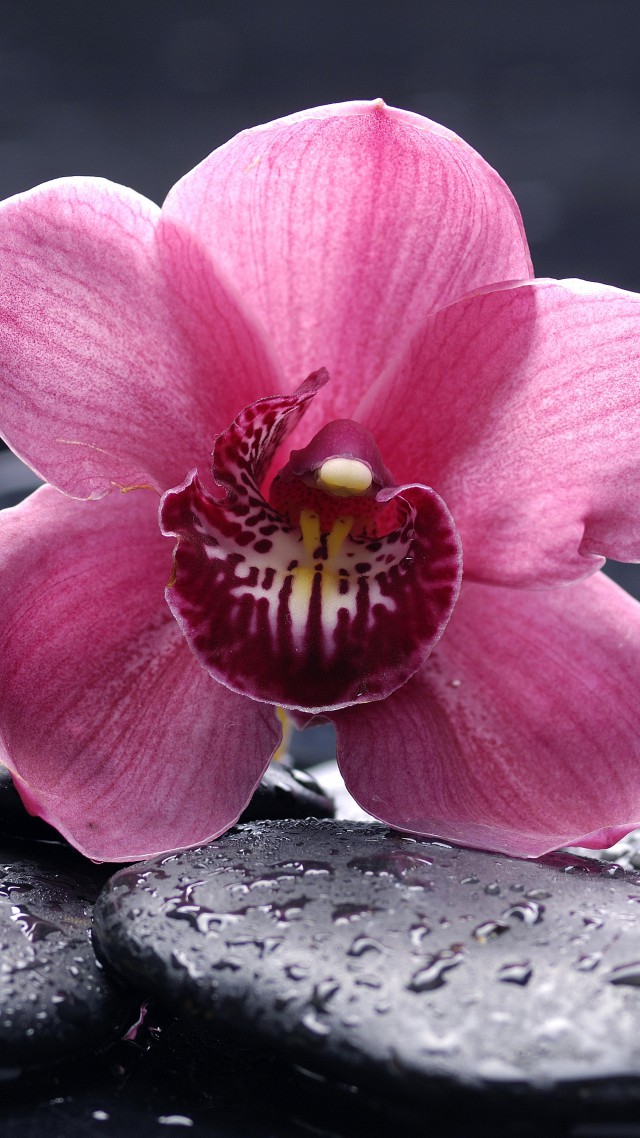 Orchid, 5k, 4k Wallpaper, 8k, Hd, Flowers, Drops, Pink , HD Wallpaper & Backgrounds