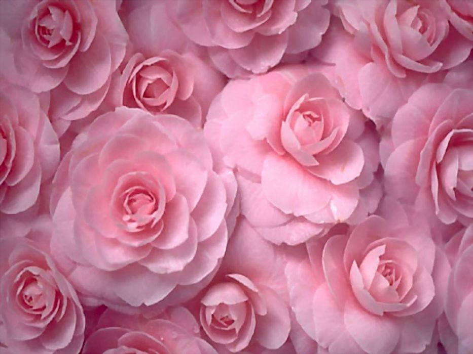 Flowers Roses Pink Flowers Wallpaper - Baby Pink Flowers Hd Background , HD Wallpaper & Backgrounds
