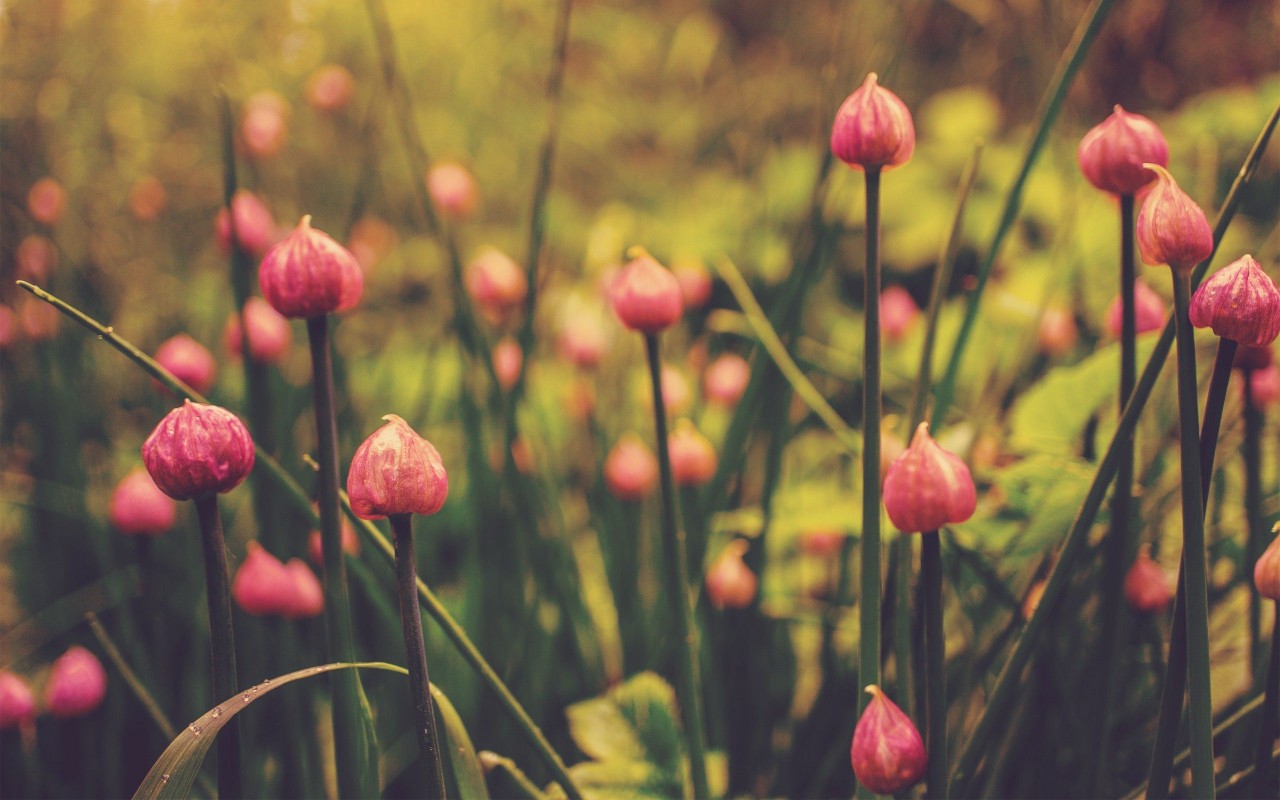 Pink Flowers, Floral Wallpapers - Floral Pictures Facebook Cover , HD Wallpaper & Backgrounds