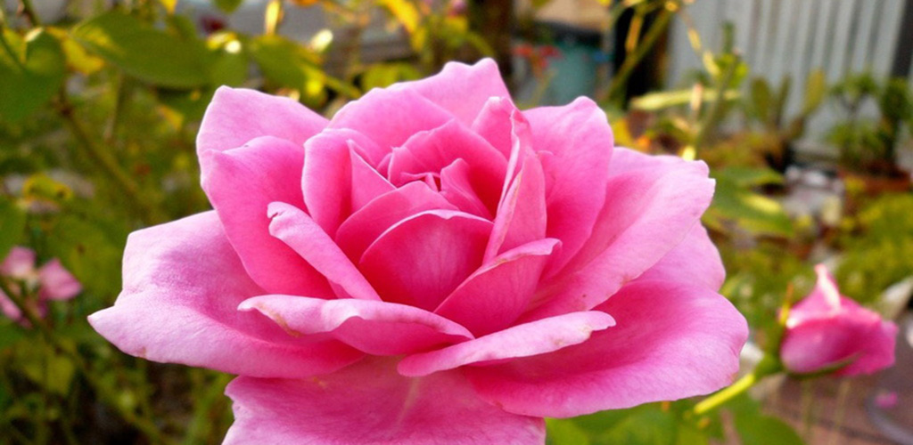 Pink Rose Flower , HD Wallpaper & Backgrounds