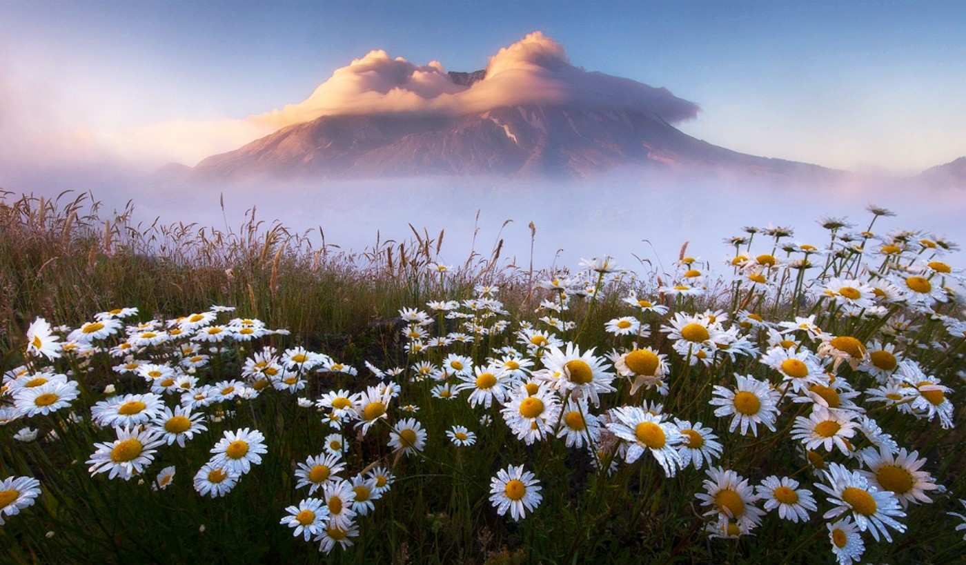 Flower (#2879992) - HD Wallpaper & Backgrounds Download