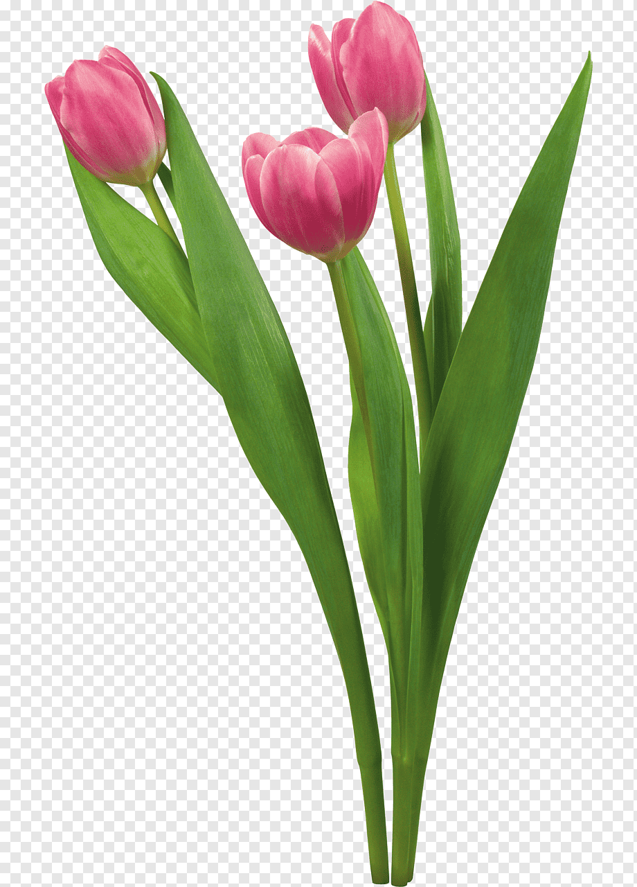 Tulip Flower Desktop Blume, Tulip, Plant Stem, Flower, - Tulip , HD Wallpaper & Backgrounds