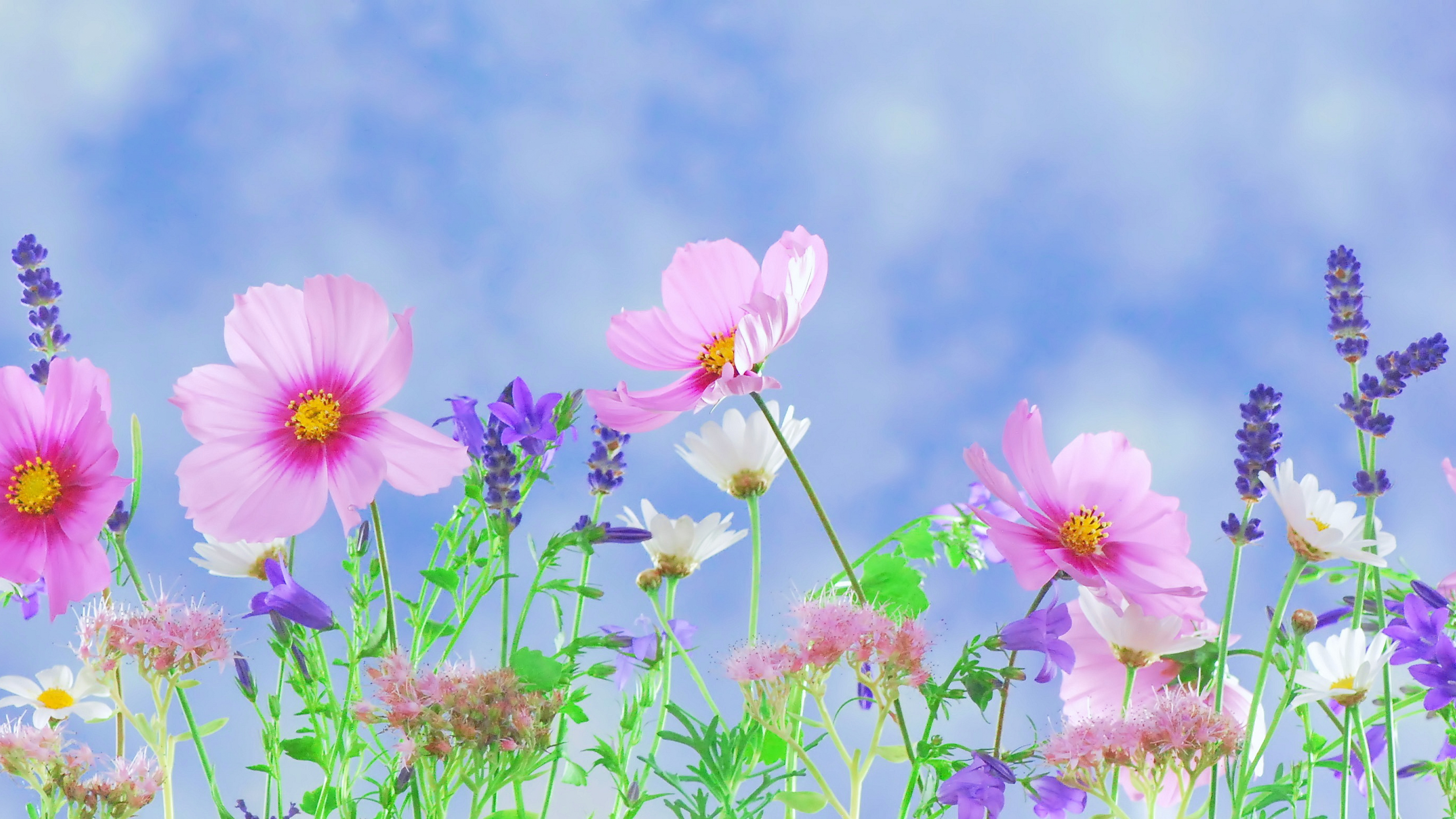 Summer Floral Desktop Background , HD Wallpaper & Backgrounds