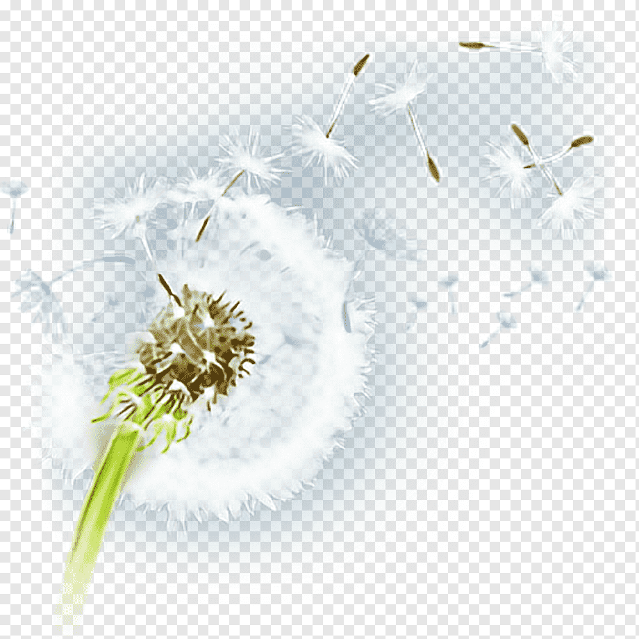 White Dandelion Illustration, Flower Desktop Petal - Pollen Png , HD Wallpaper & Backgrounds