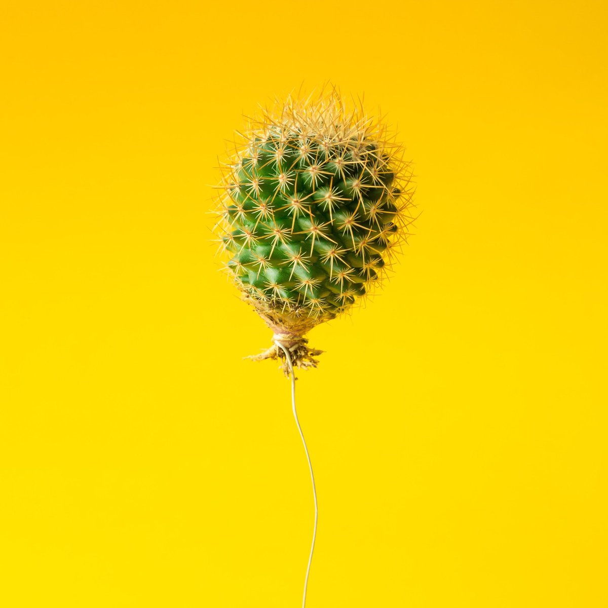 Cactus Balloon , HD Wallpaper & Backgrounds