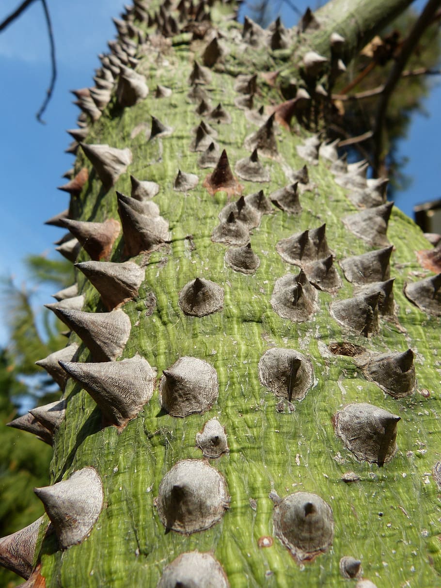 Ceiba Speciosa, Barbed Tree, Spur, Mallow Plant Turkey, - Ceiba Speciosa , HD Wallpaper & Backgrounds
