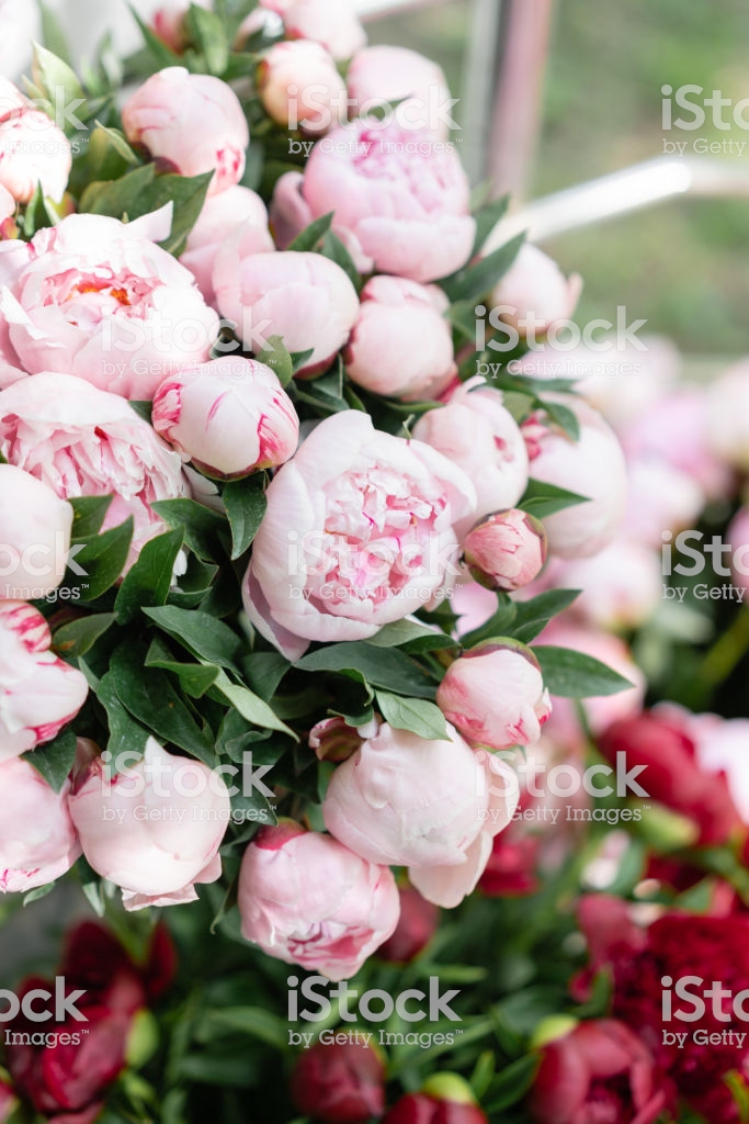 Beautiful Bouquet Of Different Varieties Peonies - Different Beautiful , HD Wallpaper & Backgrounds