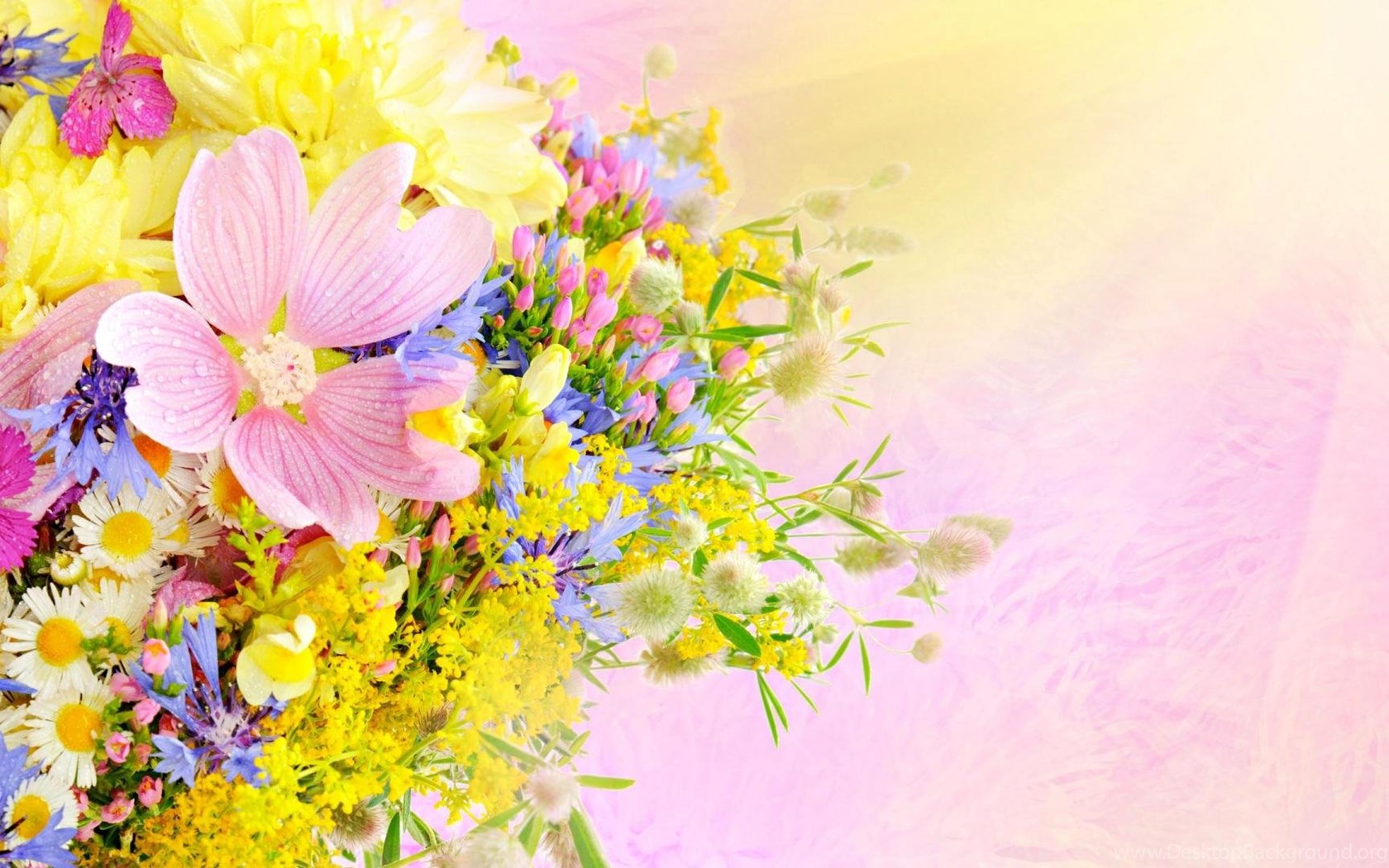 Lovely Flowers Wallpapers - Flowers Themes , HD Wallpaper & Backgrounds