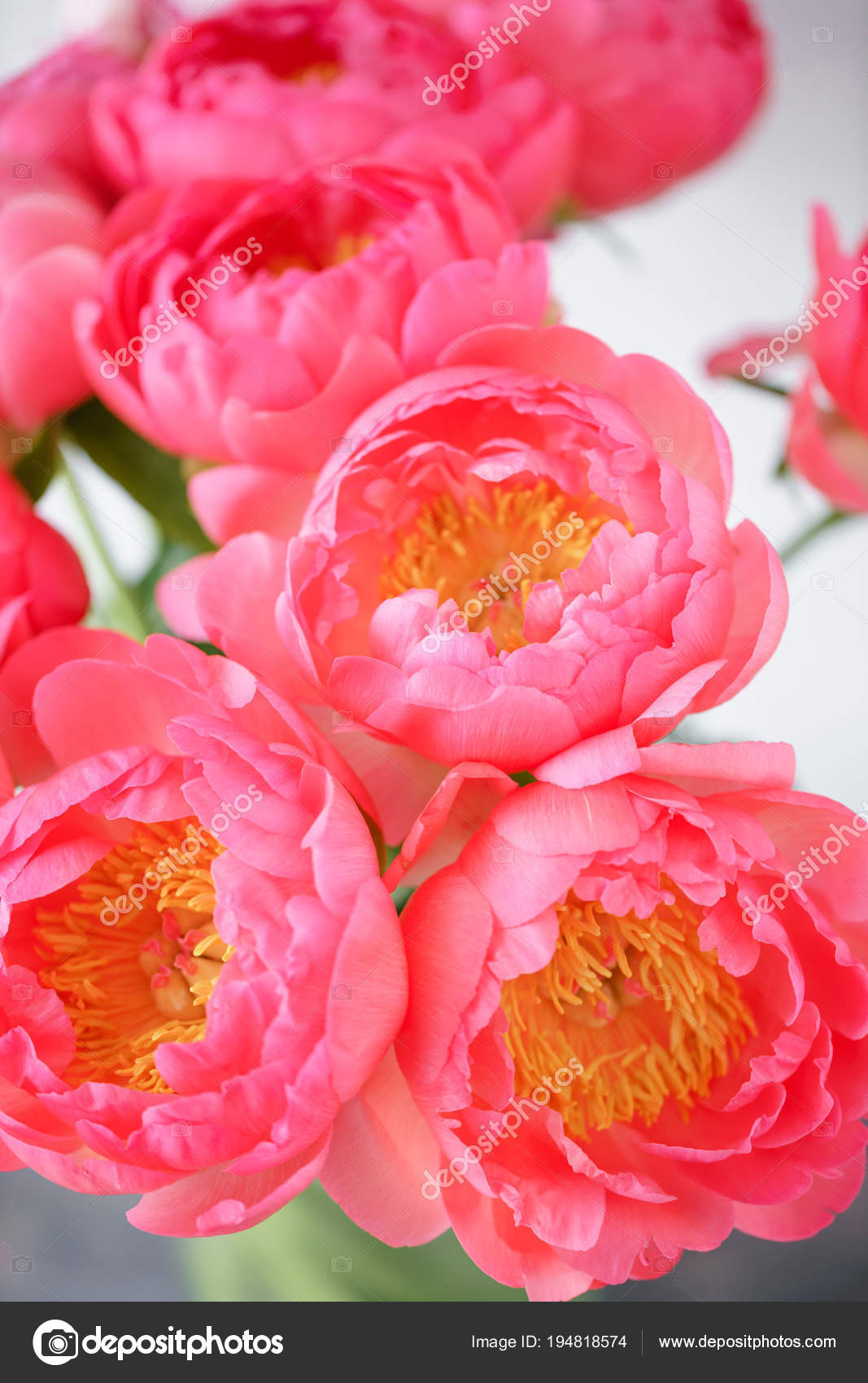 Lovely Flowers Wallpaper - Peony Hd Coral , HD Wallpaper & Backgrounds