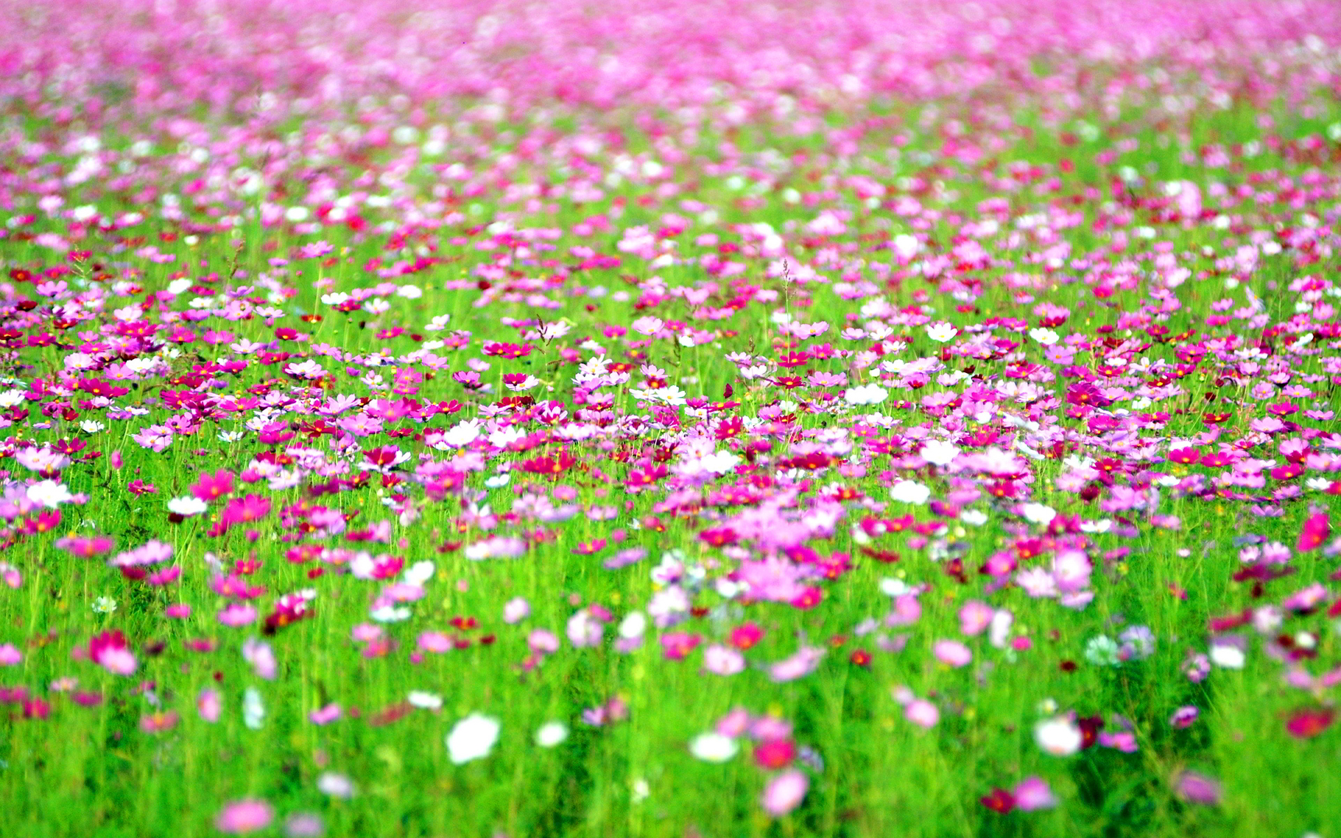 Lovely Flower Field Wallpapers Pack Download , HD Wallpaper & Backgrounds