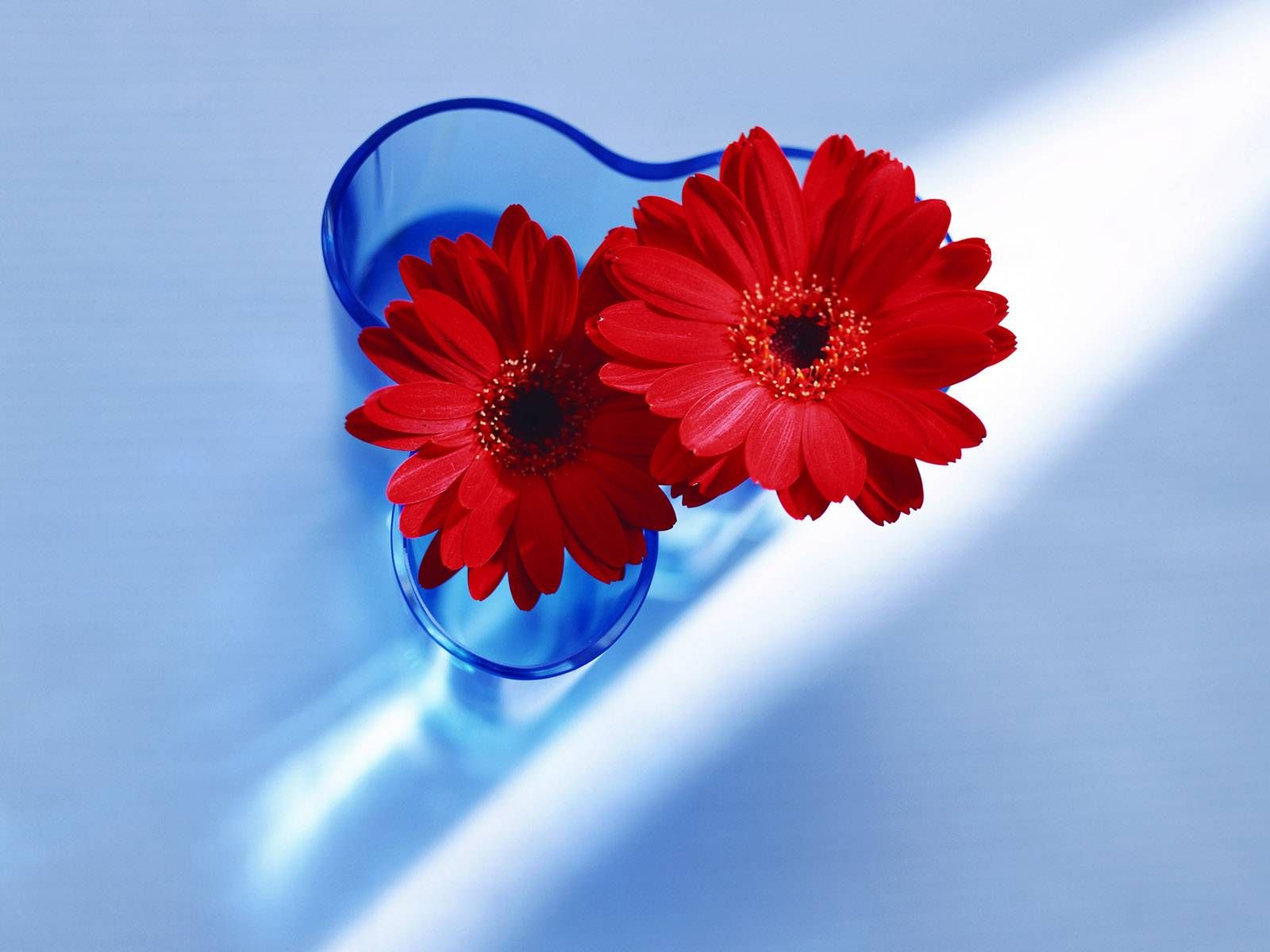 Blue And Red Flower , HD Wallpaper & Backgrounds