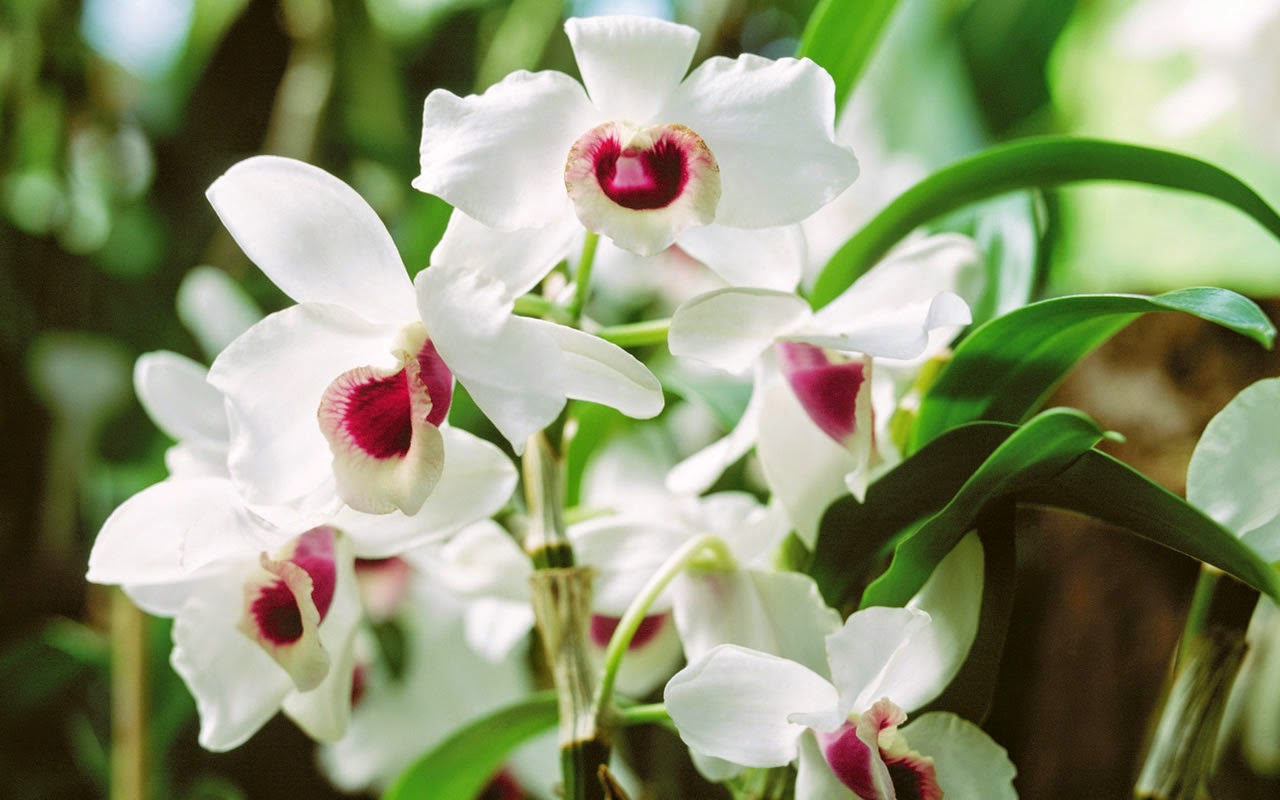 Orchid Flower , HD Wallpaper & Backgrounds
