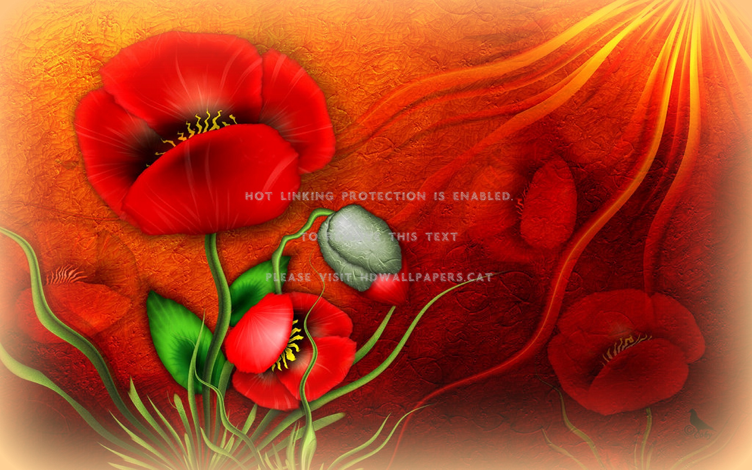 Red Poppies Lovely Flowers Creative Beauty - Tulip , HD Wallpaper & Backgrounds