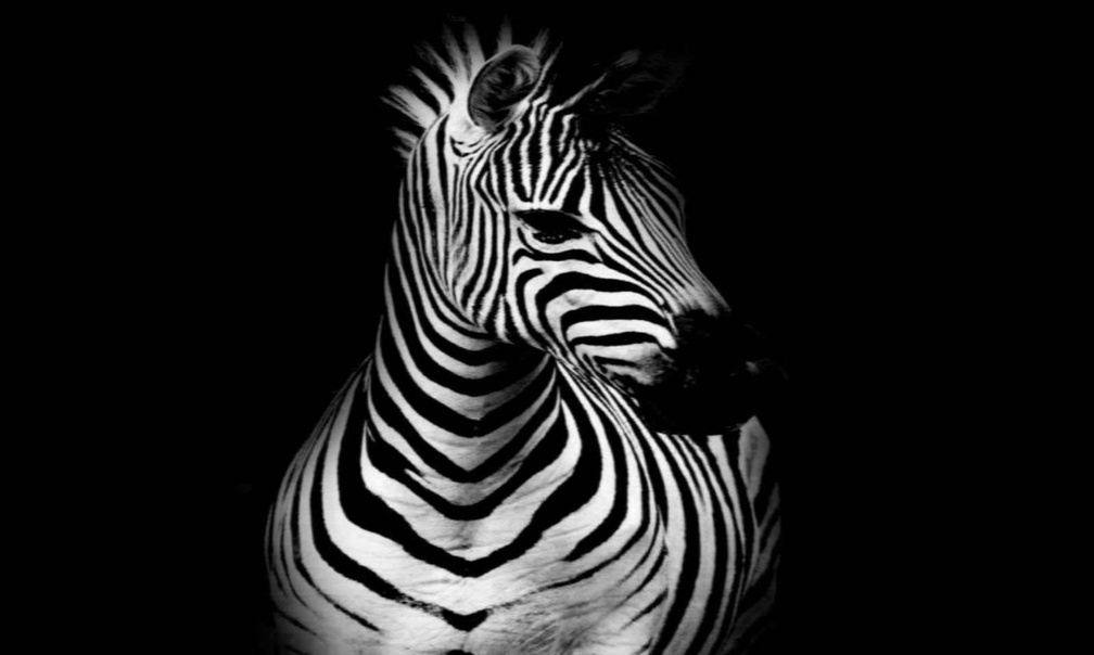 Zebra Animal , HD Wallpaper & Backgrounds