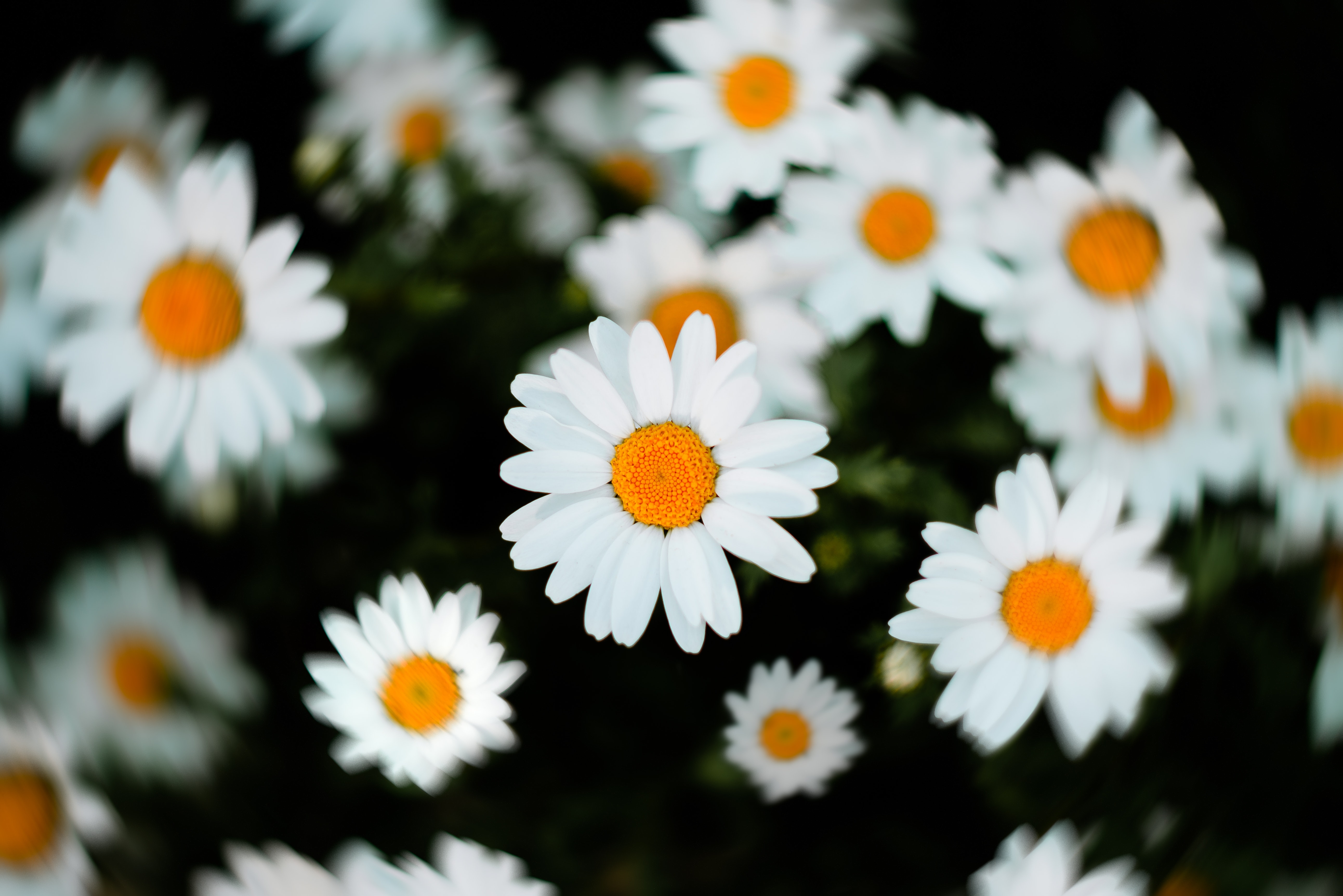Selective Focus Of White And Yellow Daisy Flowers Wallpaper - Flower 4k , HD Wallpaper & Backgrounds