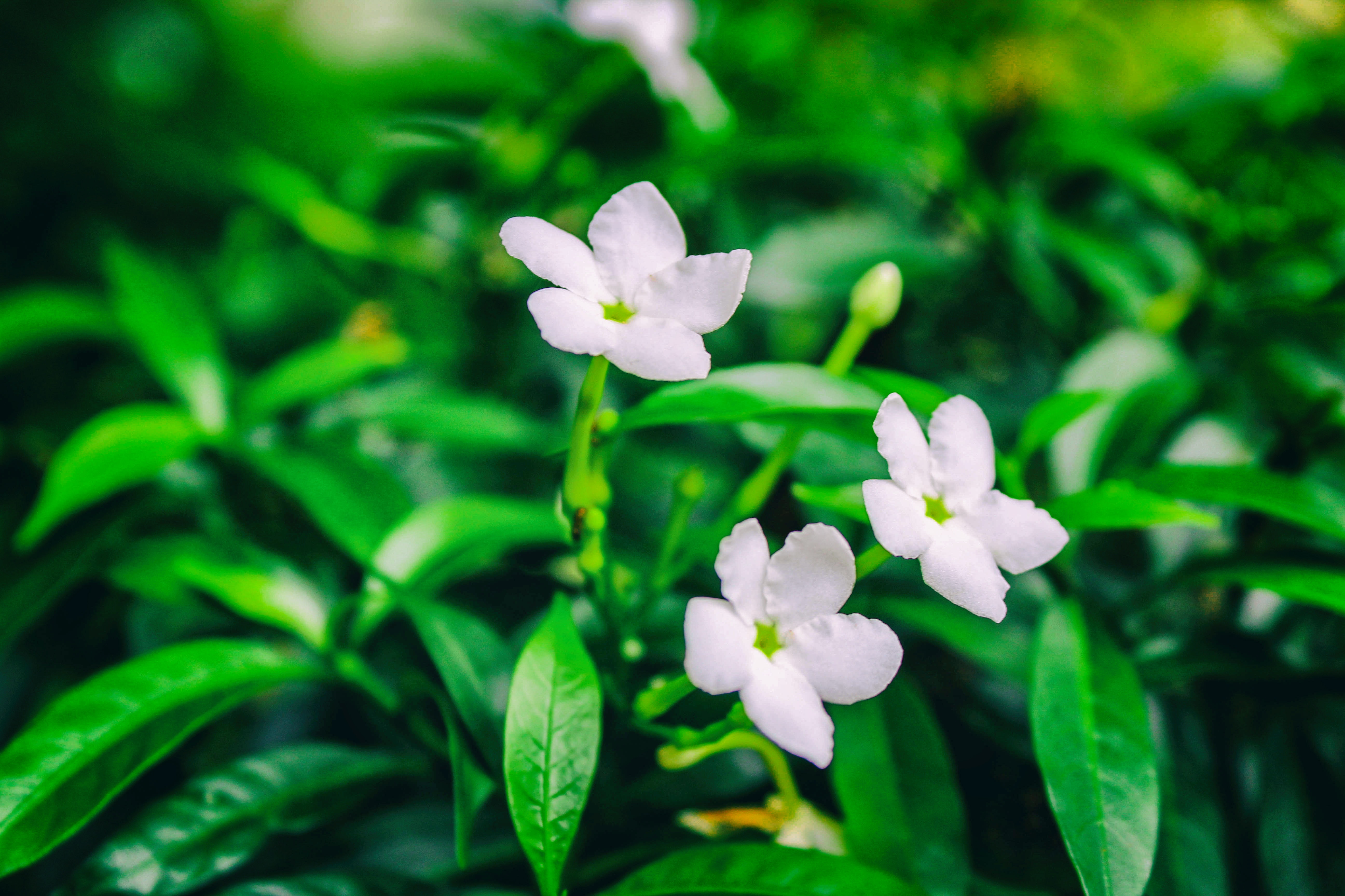 Jasmine Flower Types , HD Wallpaper & Backgrounds