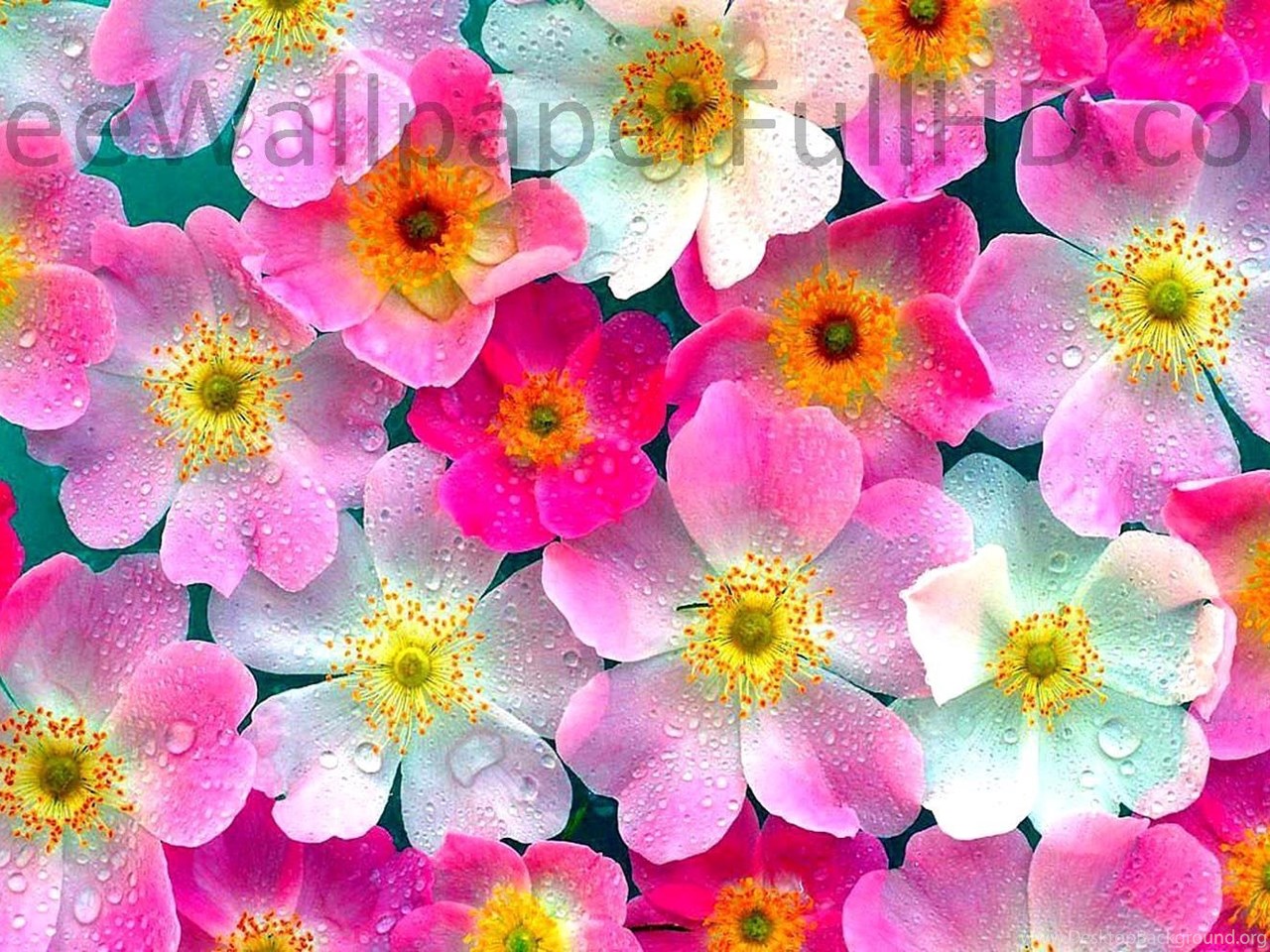 Flower Wallpapers Hd 1080p Download, Free Hd Wallpapers - Rosa Rubiginosa , HD Wallpaper & Backgrounds