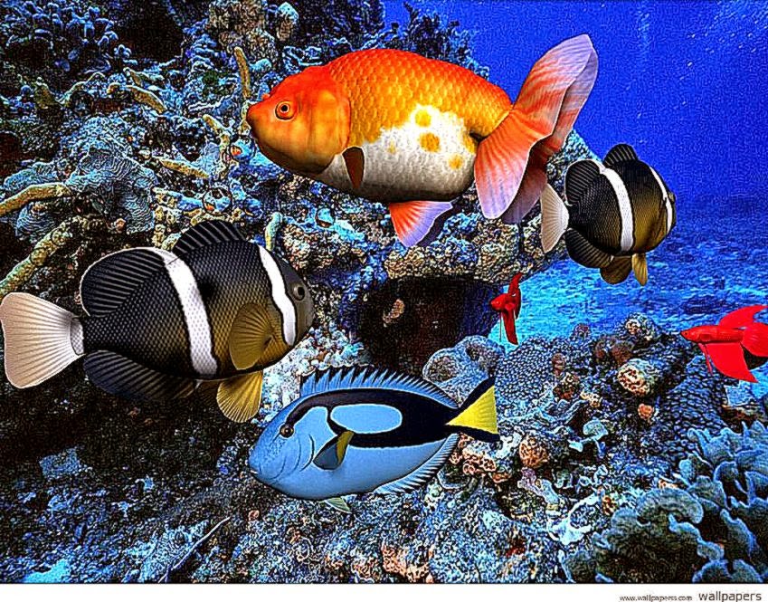 Free Screensavers Wallpapers Free Art Wallpapers - Fish Vertebrates , HD Wallpaper & Backgrounds