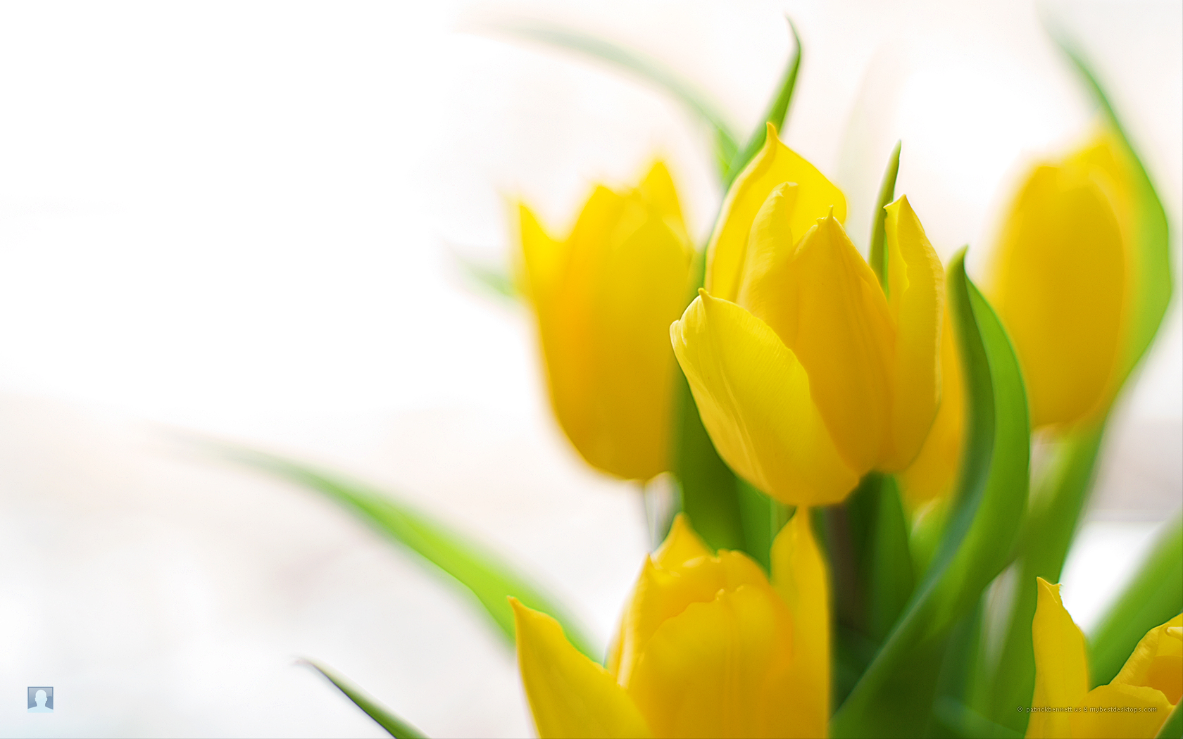 Download Awesome Free Blog Archive Spring Flowers Backgrounds - Spring Flowers Background , HD Wallpaper & Backgrounds