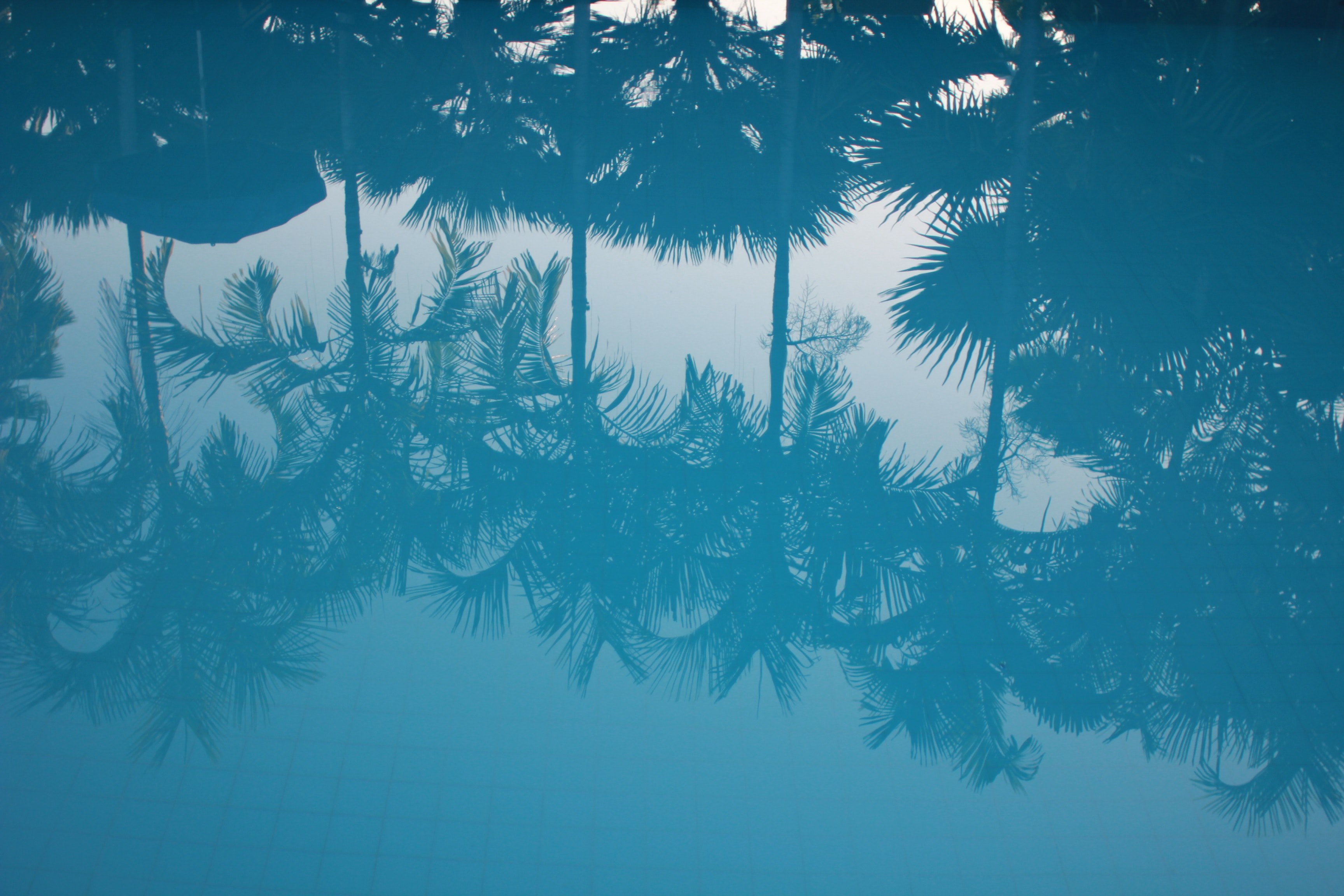 Pool Water Palm Trees , HD Wallpaper & Backgrounds
