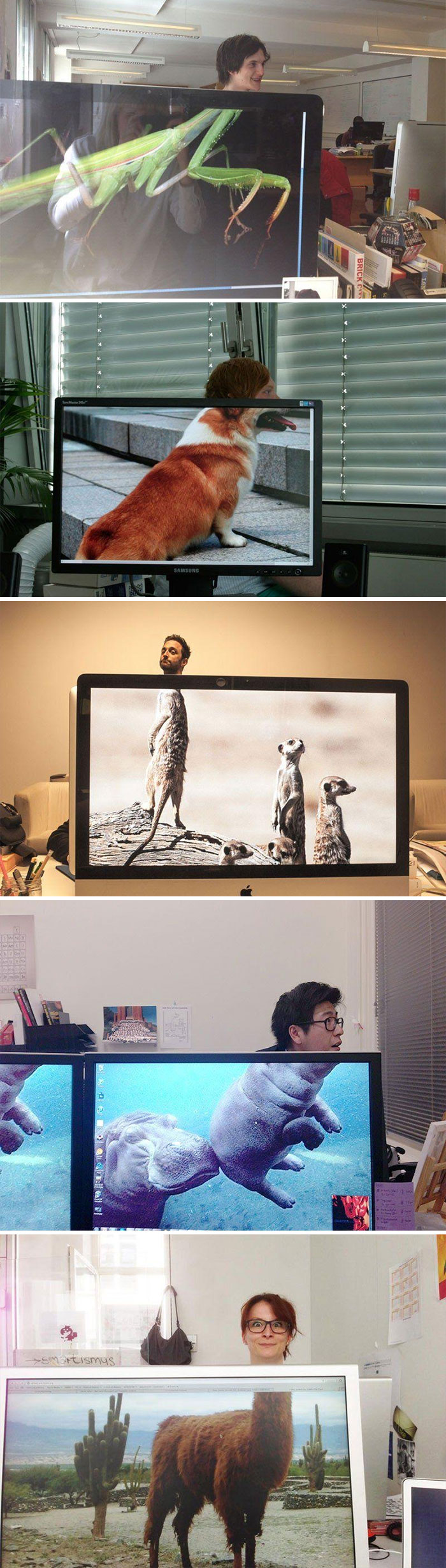 Coworkers Adding Heads To Animals On Desktop Background - Fondos De Pantalla Movil Graciosos , HD Wallpaper & Backgrounds