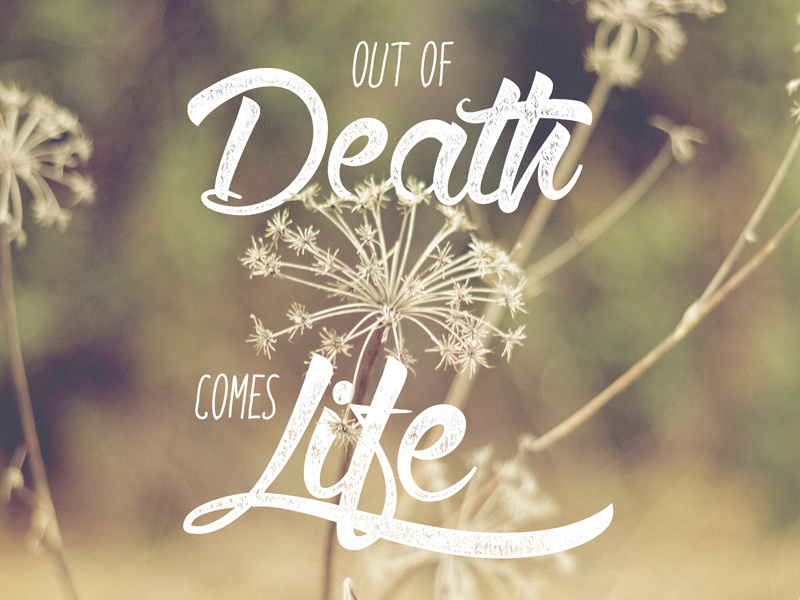 Life From Death Wallpaper Inspiration Typography Lettering - Calligraphy , HD Wallpaper & Backgrounds