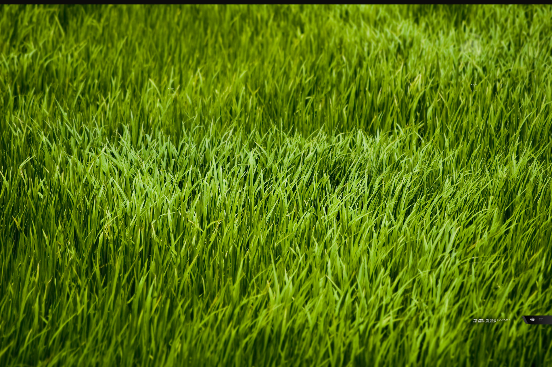 Grass Wallpaper - Grass Hd , HD Wallpaper & Backgrounds