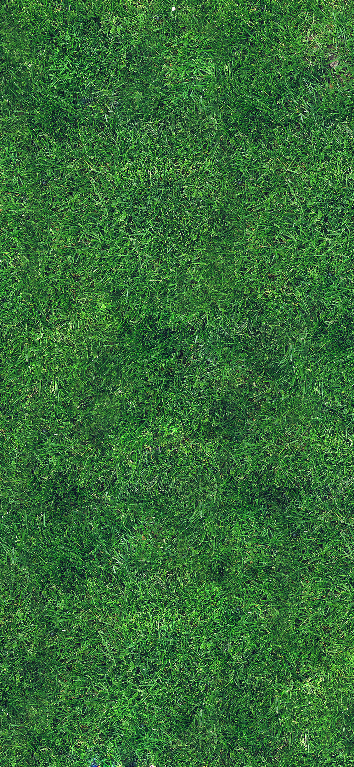 Lawn , HD Wallpaper & Backgrounds