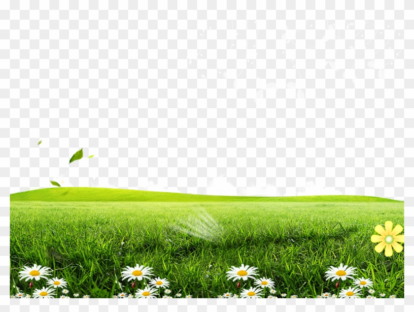 Green Lawn Poster Wallpaper Posters Flowers Transprent - Holy Family Catholic Church , HD Wallpaper & Backgrounds